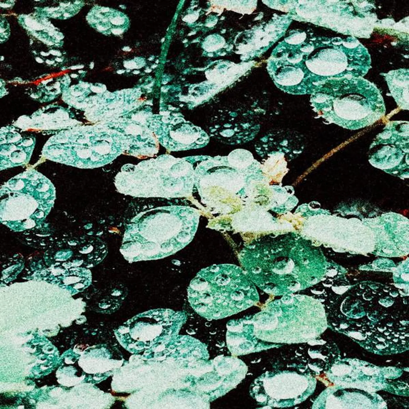 Sadness RAIN CHAMBER CD