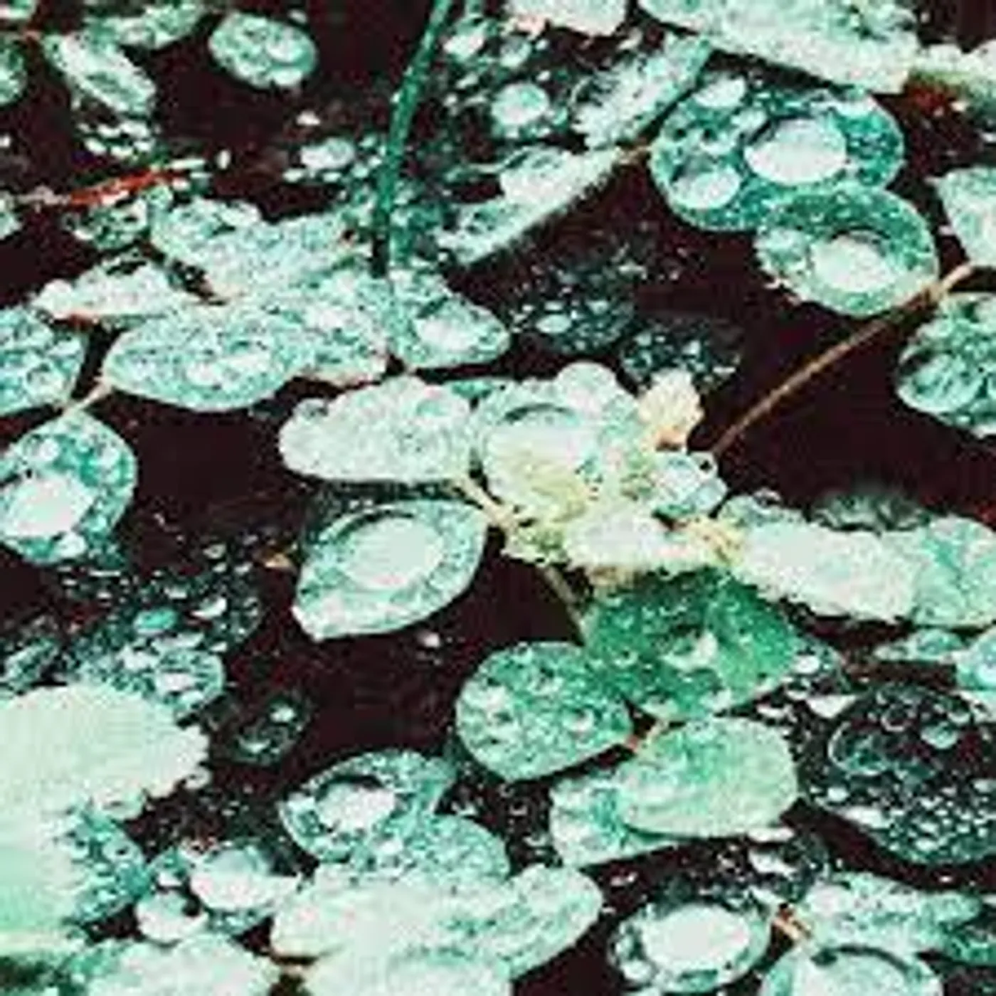 Sadness RAIN CHAMBER CD
