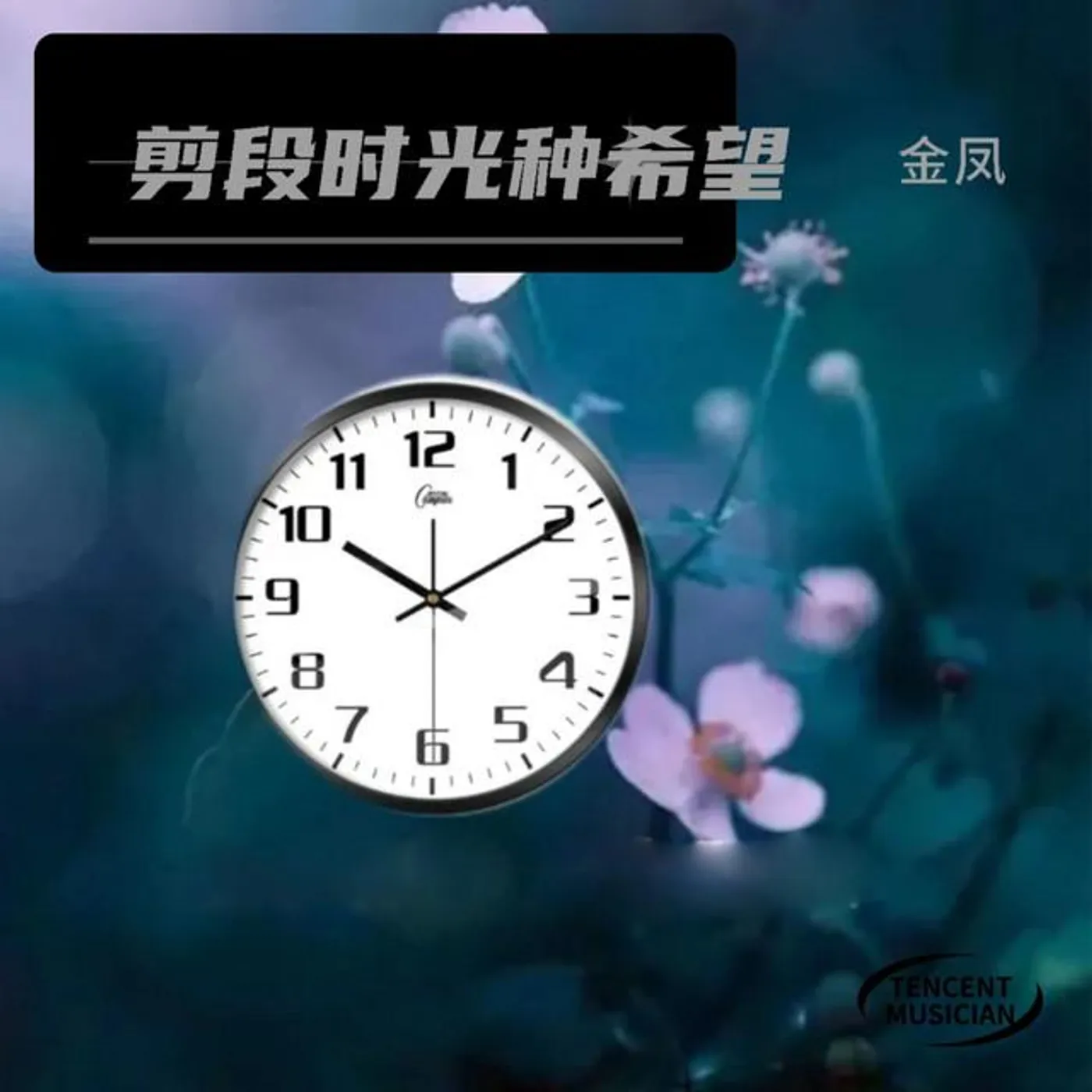 金凤