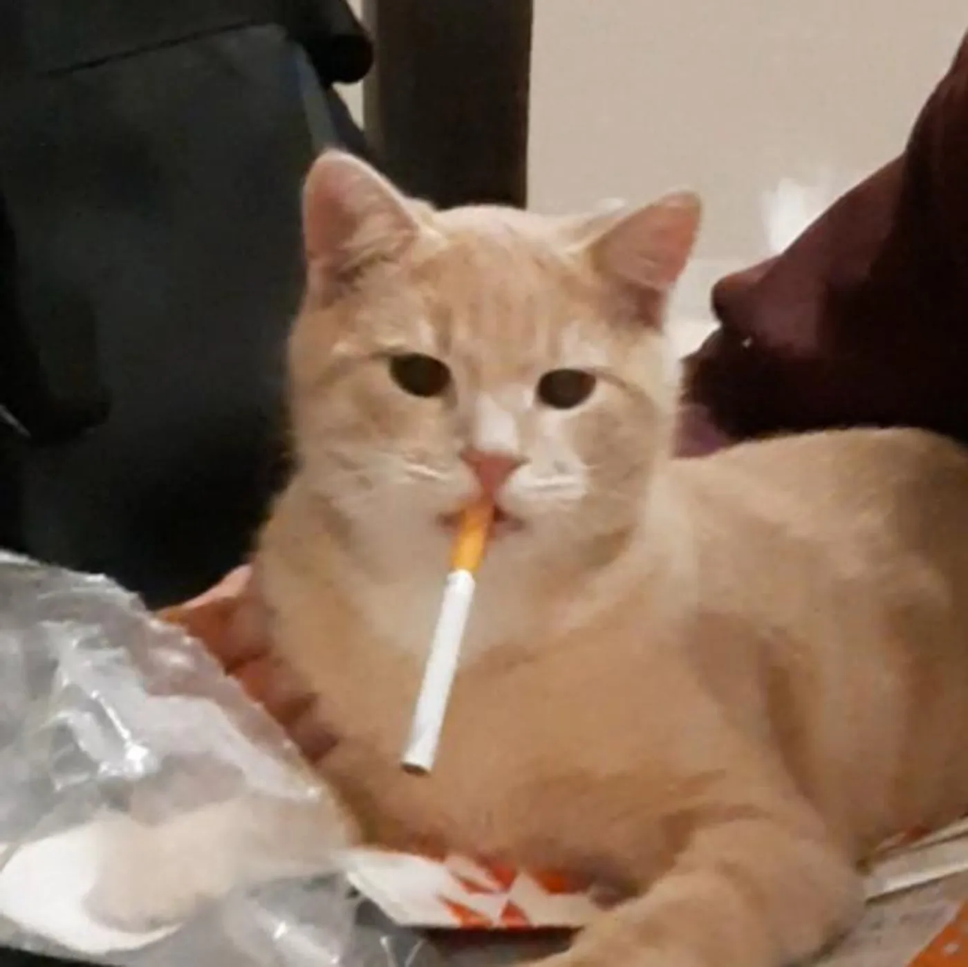 турлайс