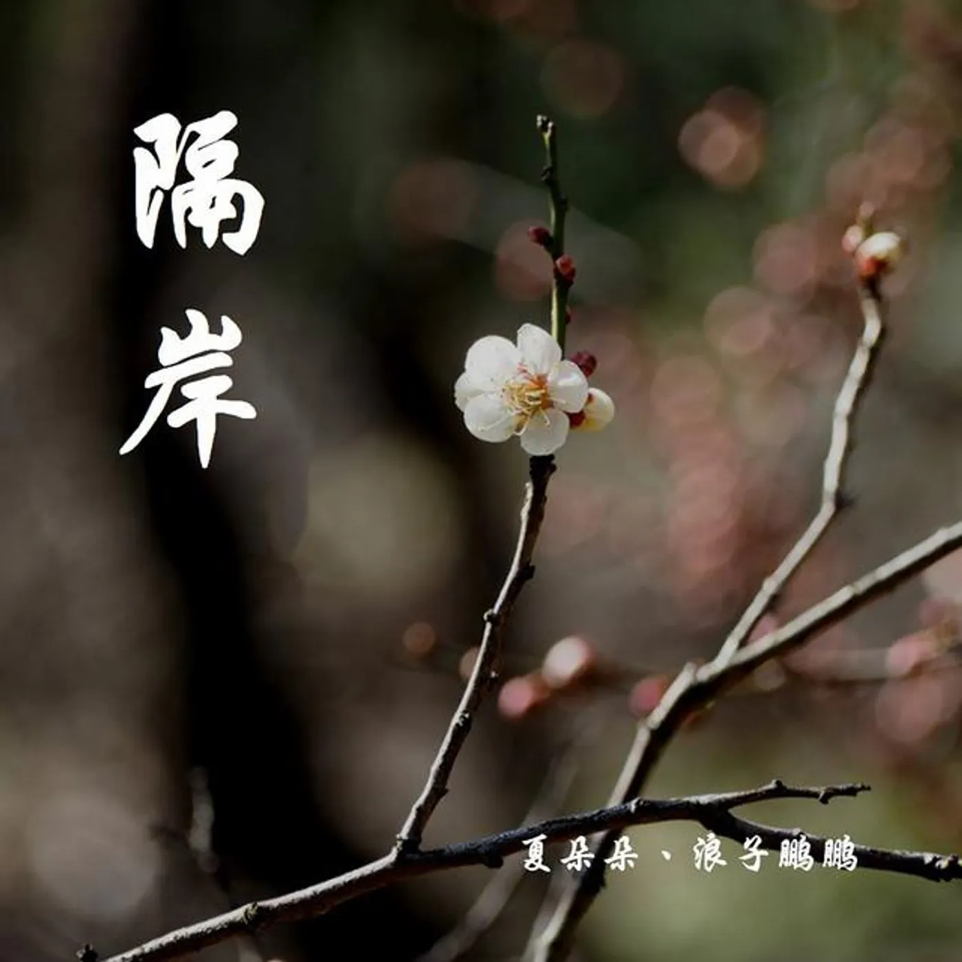 夏朵朵