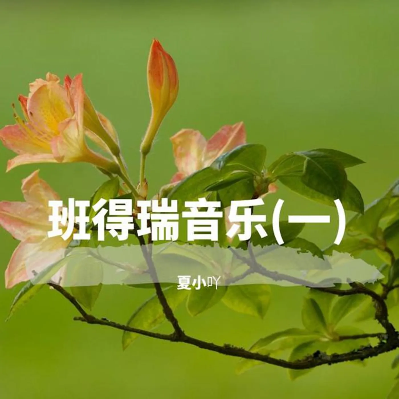 夏小吖