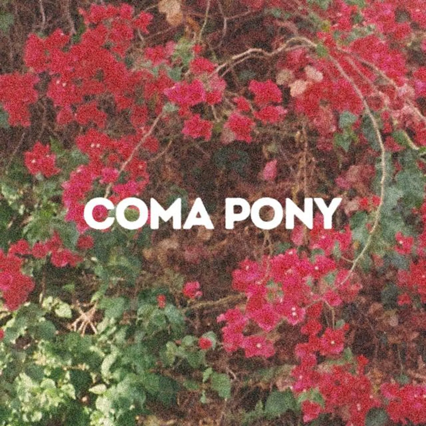 Coma Pony