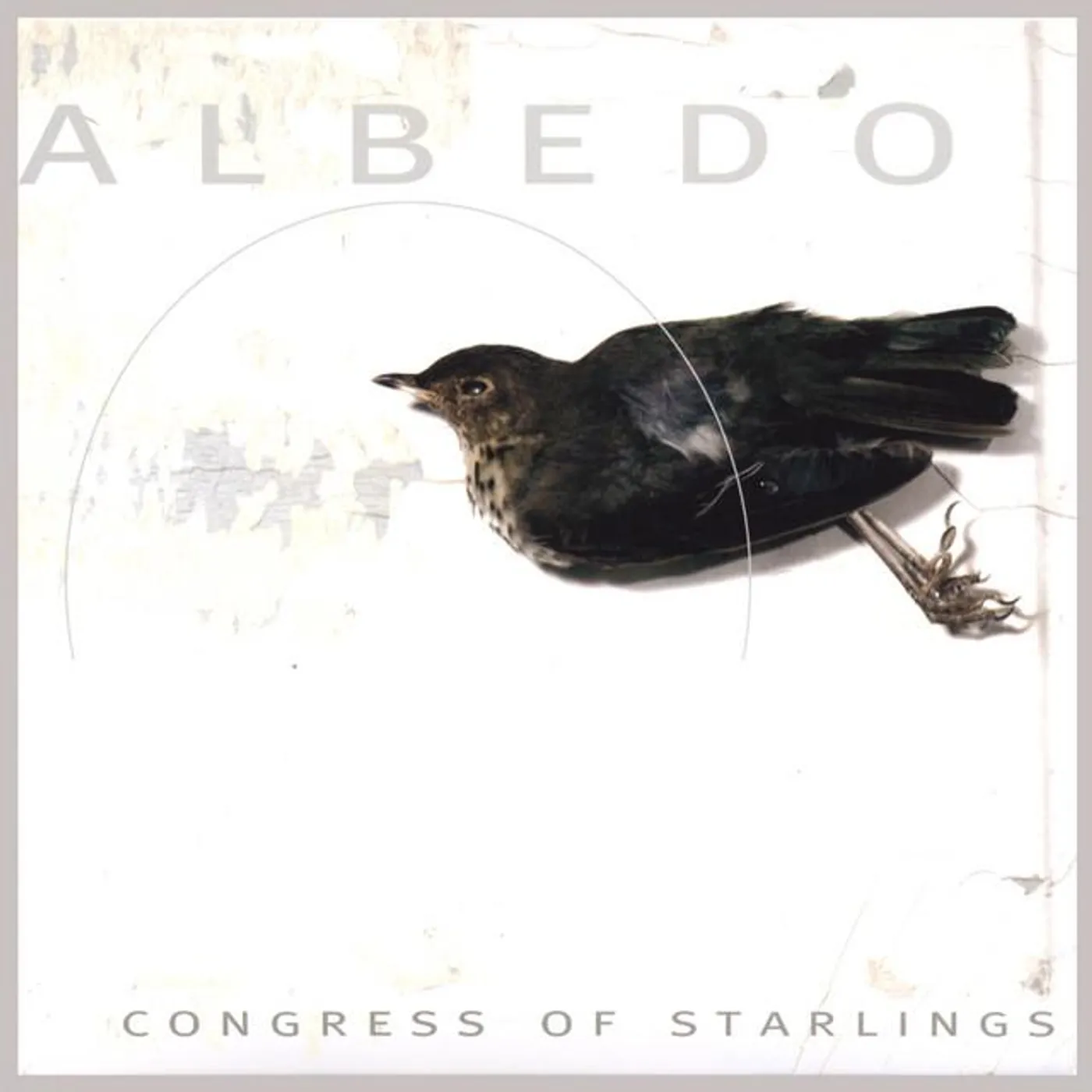 Congress of Starlings