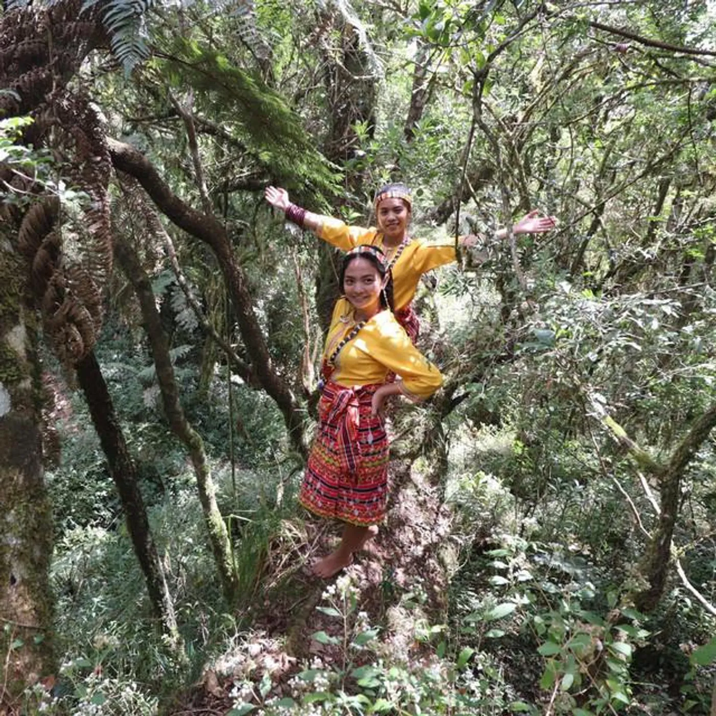 Cordillera Songbirds