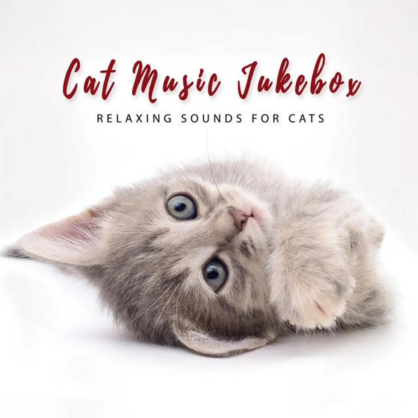 Cat Music Jukebox