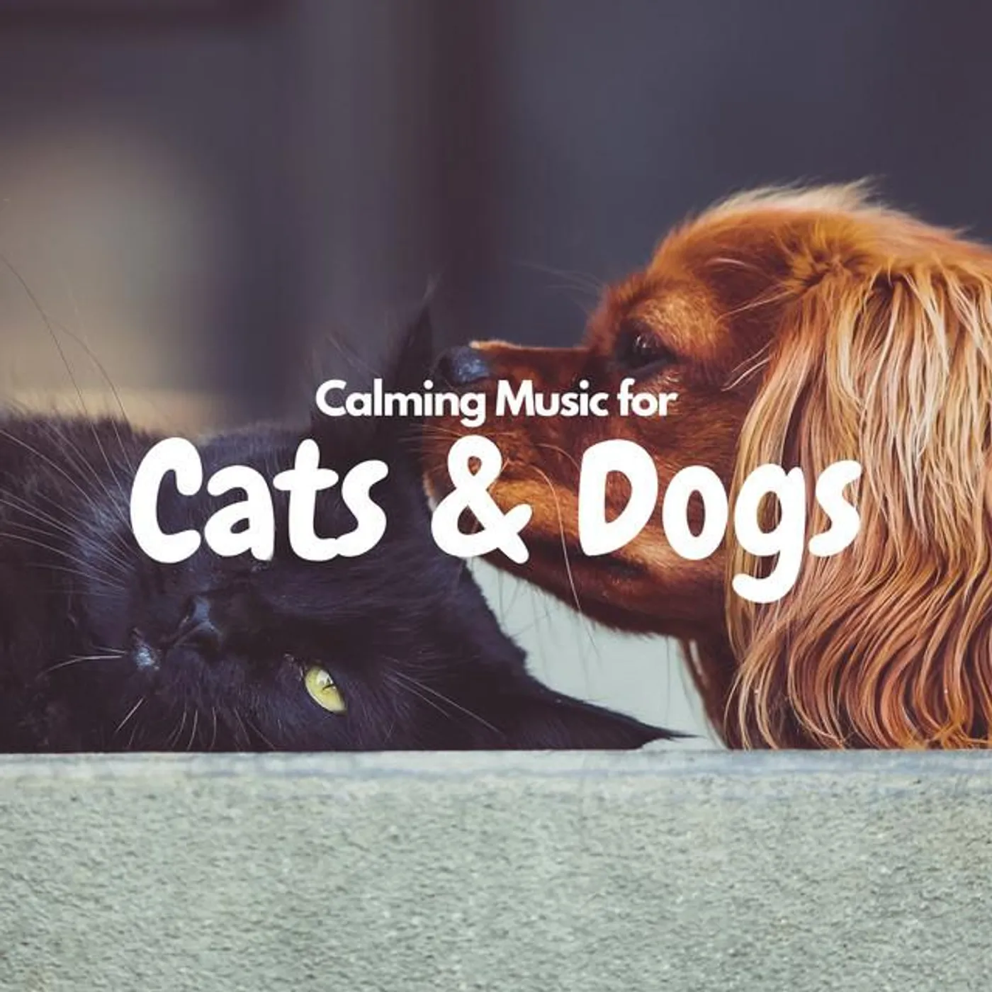 Cat and Dog Music