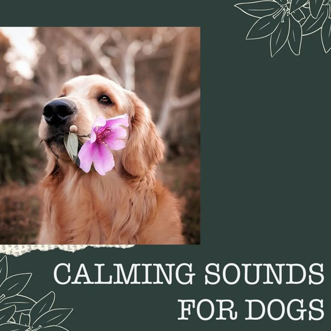 Calming Sounds for Dogs