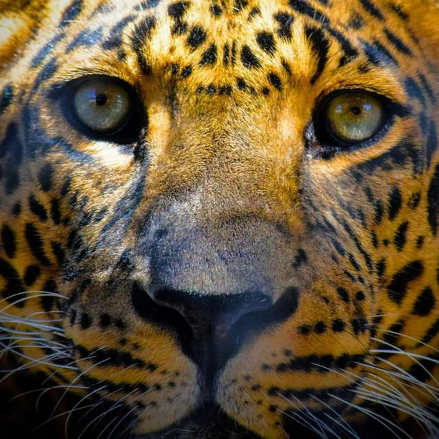 Cheetah Mobile