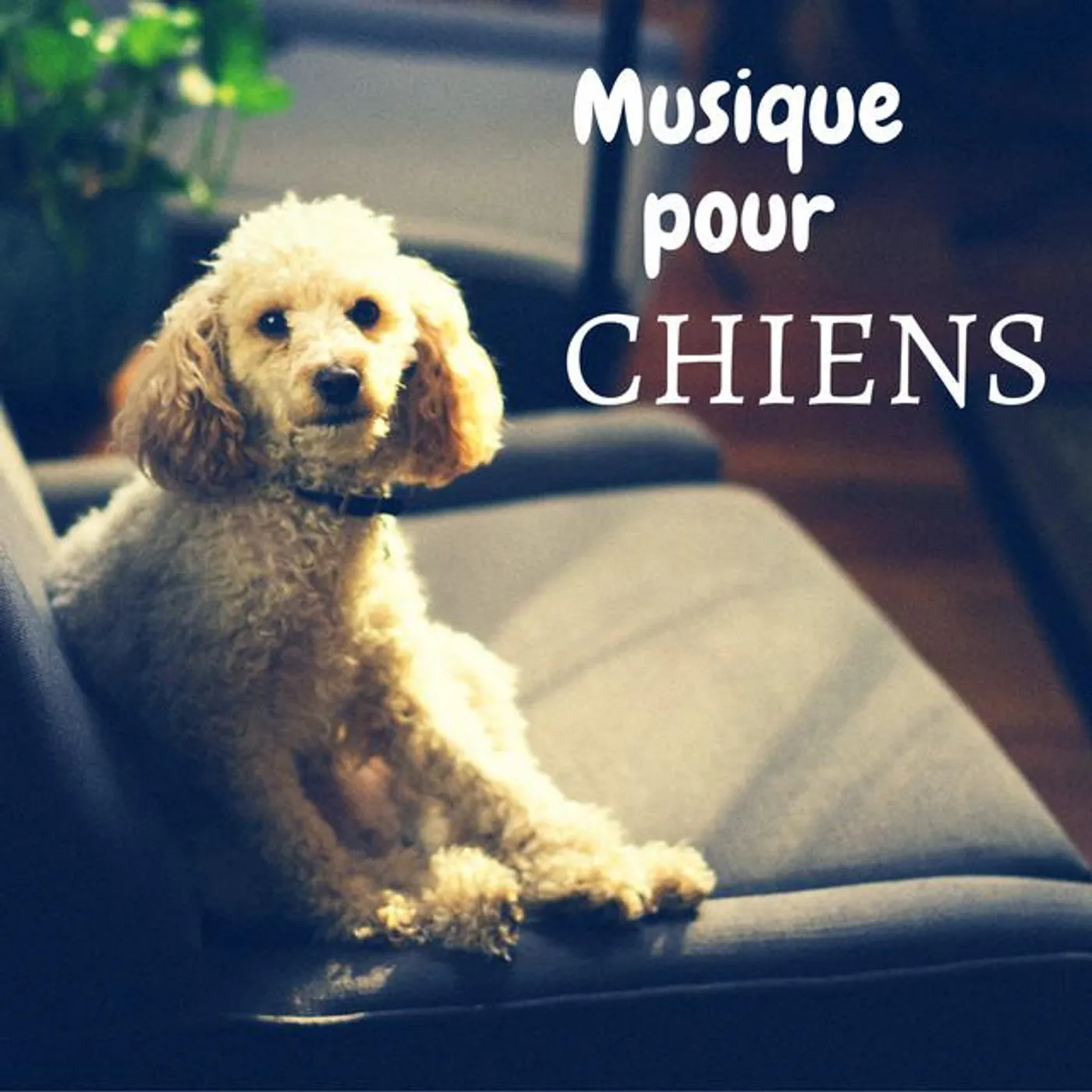 Chiens musique