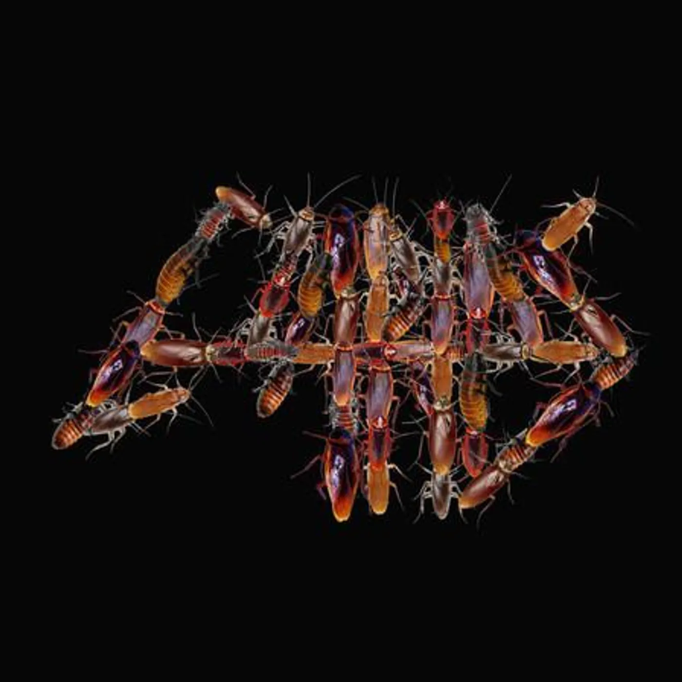 Clarias Brand Page