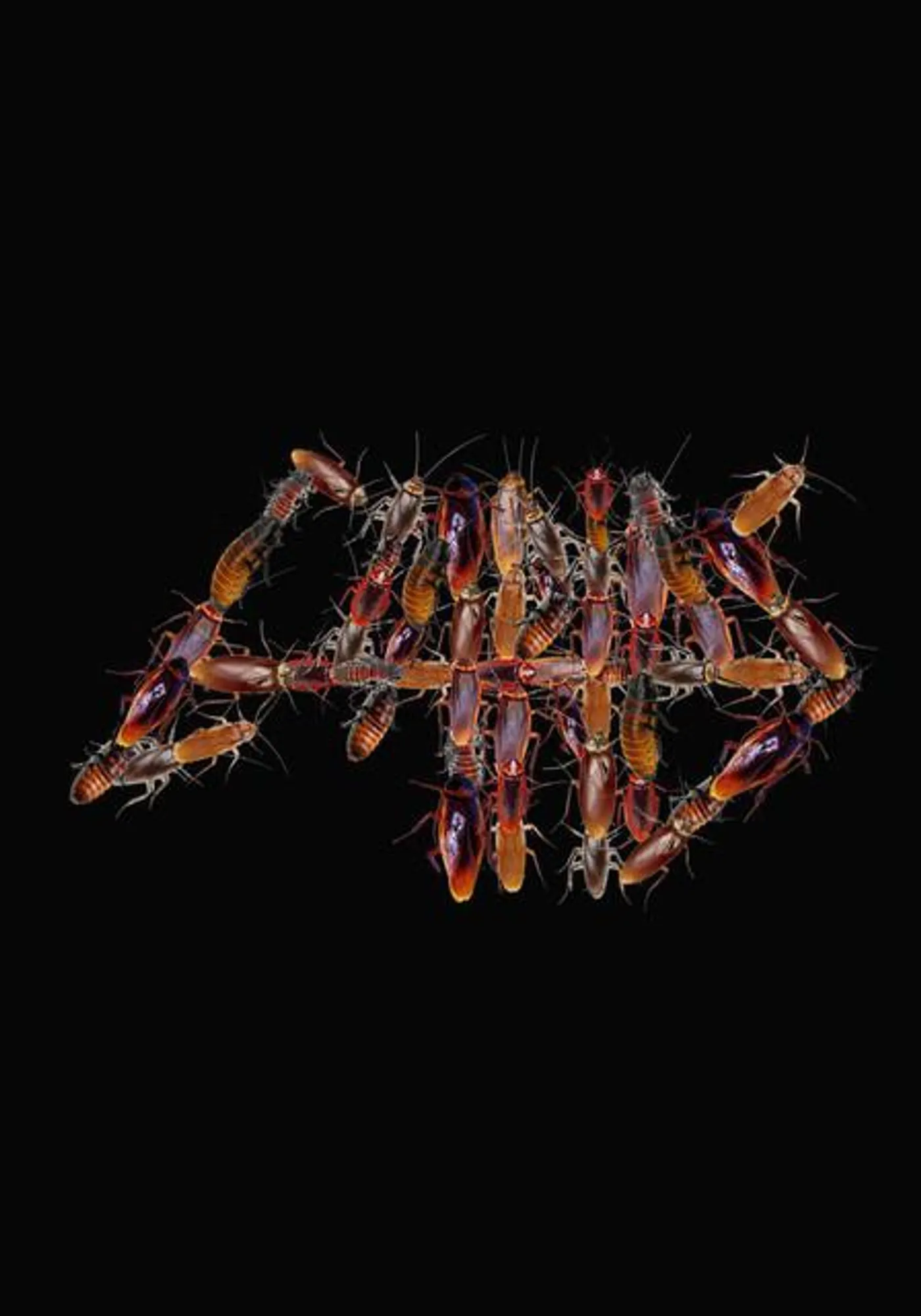Clarias