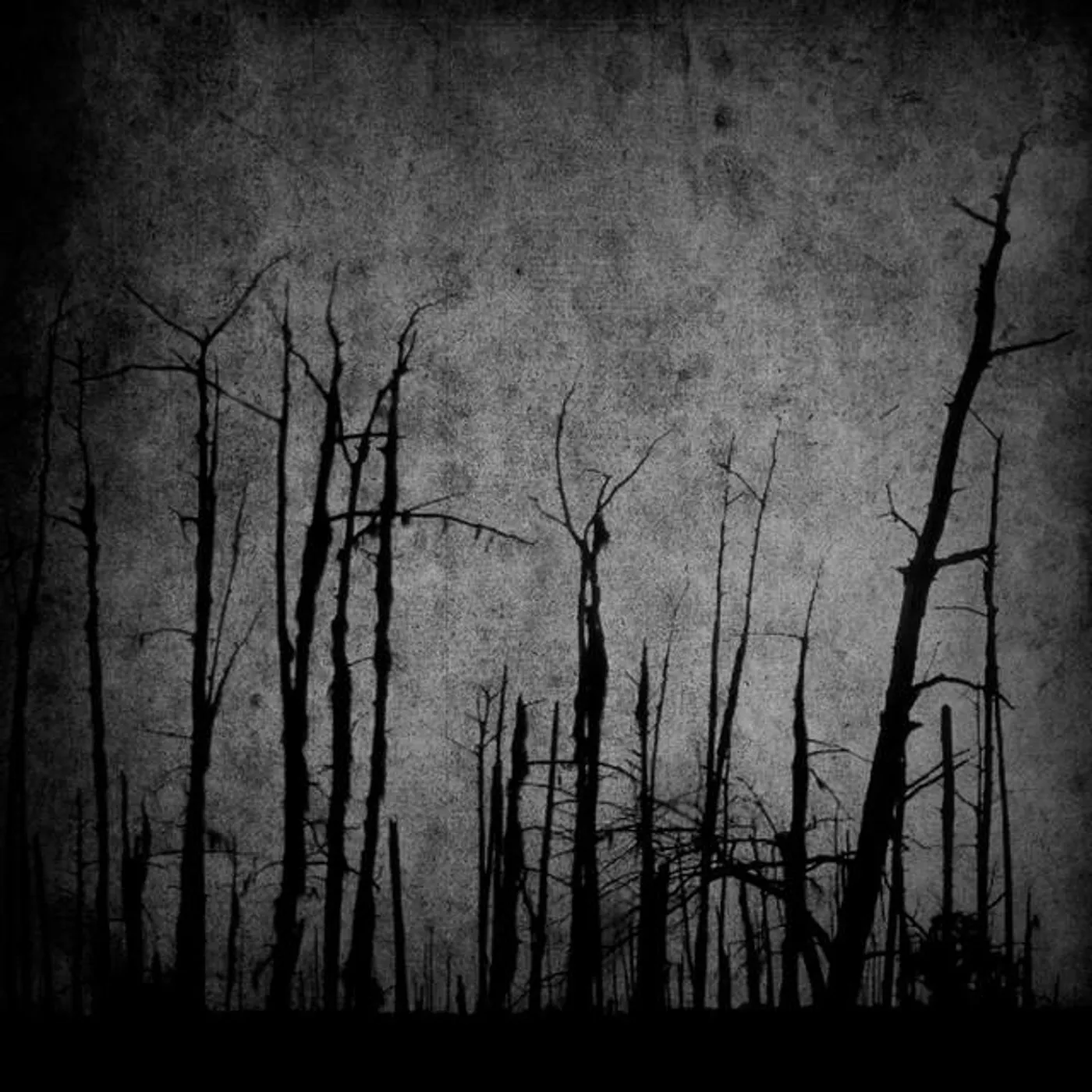 Cryptic Forest