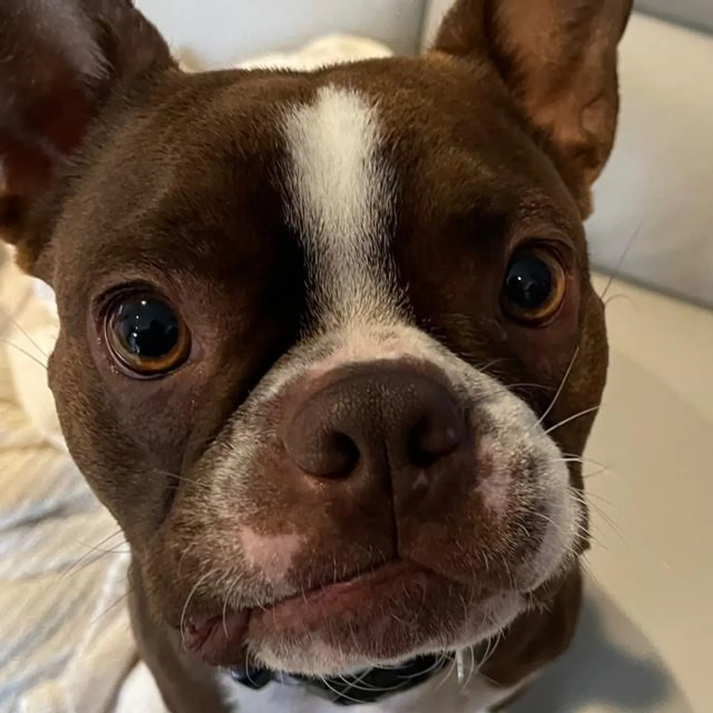 Crapface