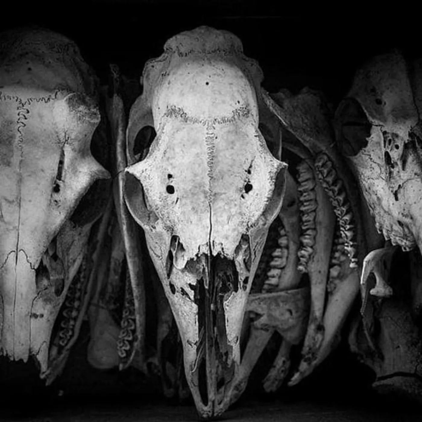 A Congregation of Horns