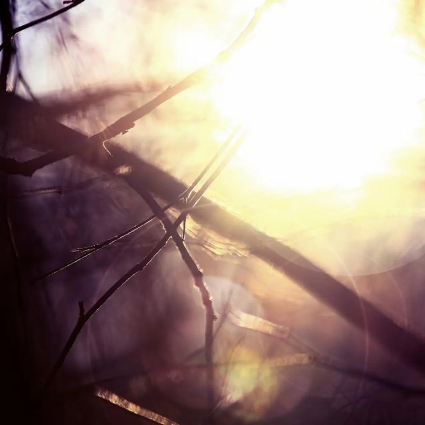 Am.Light