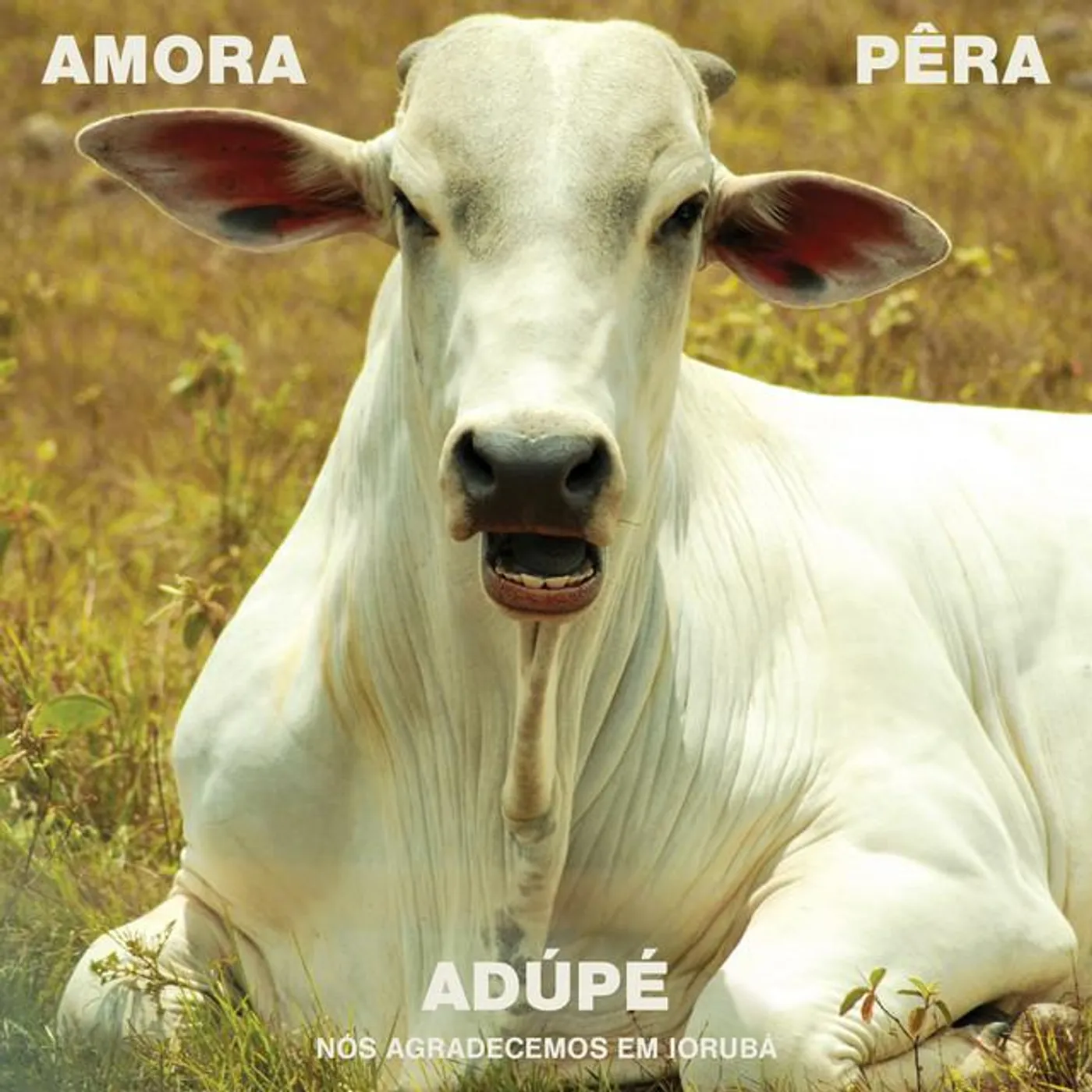 Amora Pêra Brand Page
