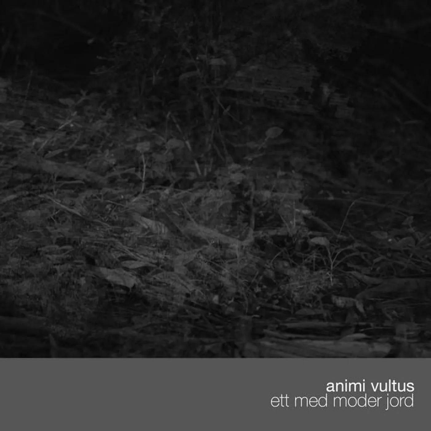 Animi Vultus