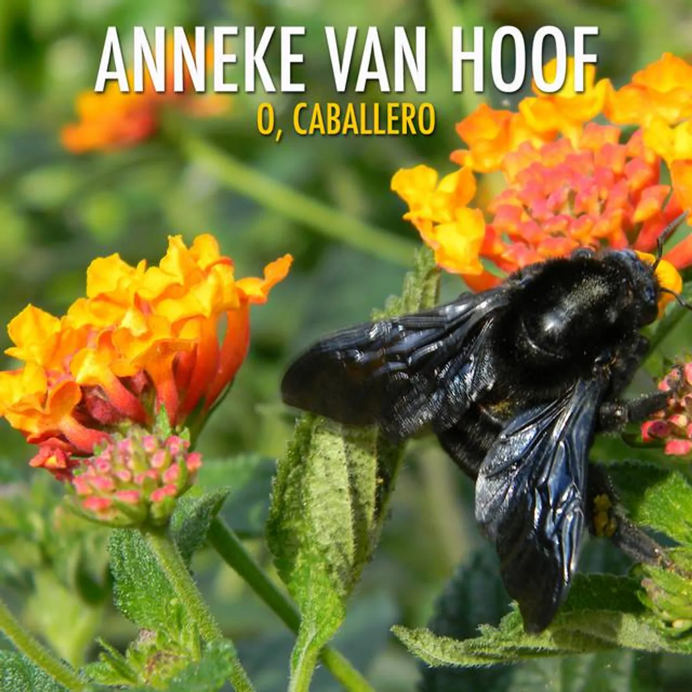 Anneke Van Hoof Brand Page