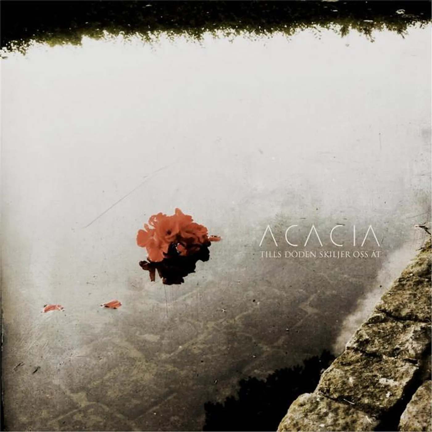 Acacia