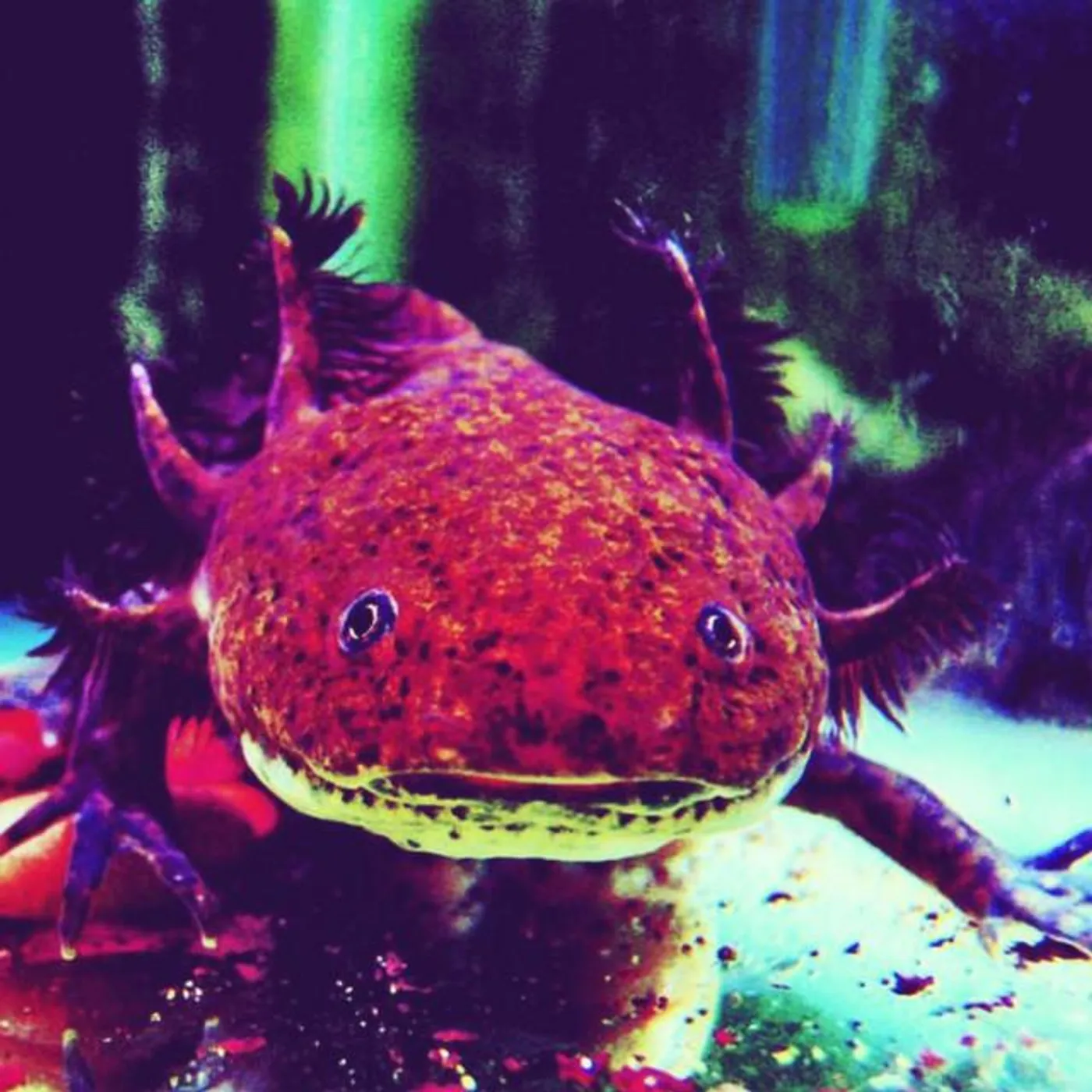 Axolotl Brand Page