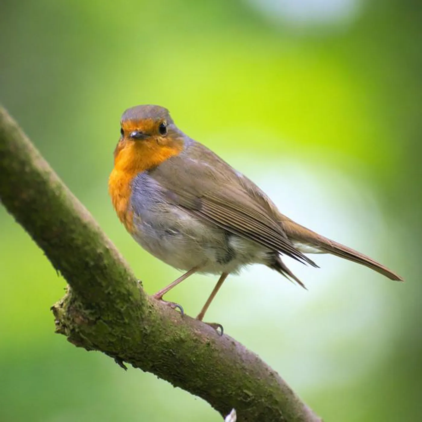 Birds of Sweden