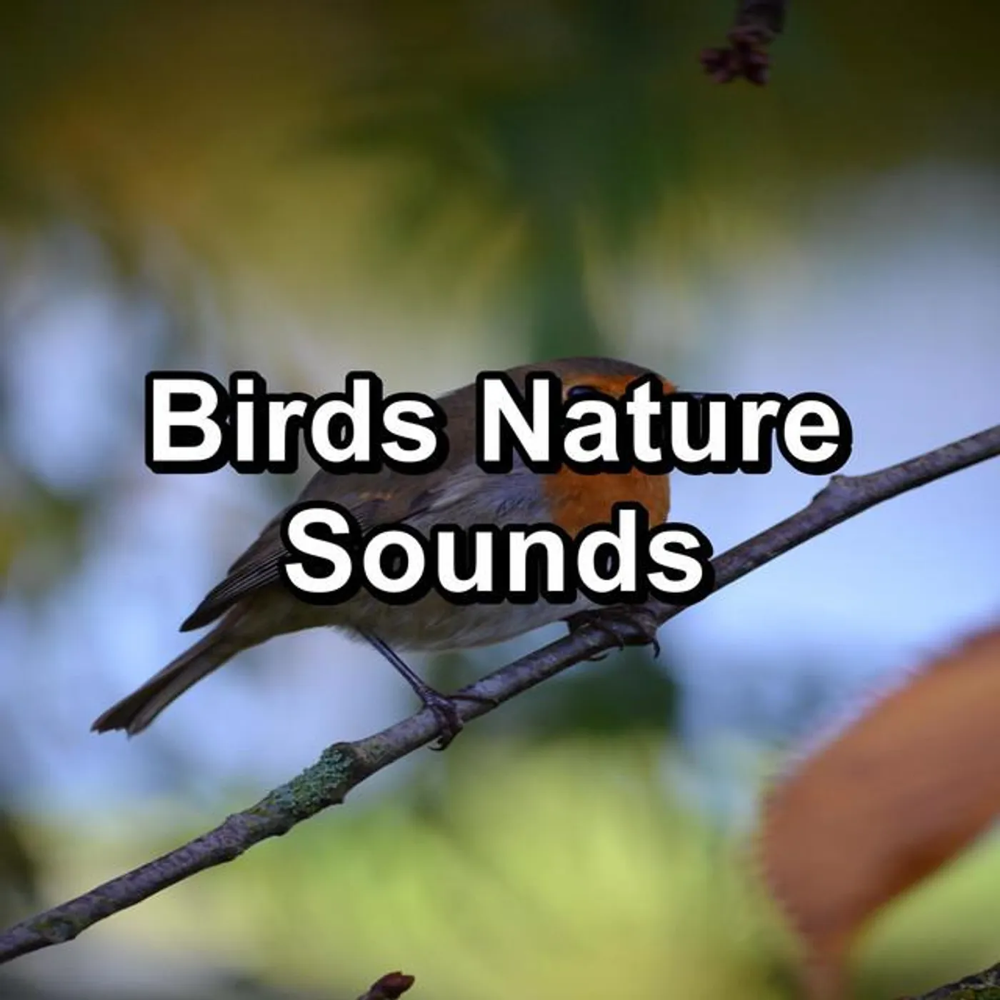 Birds Brand Page