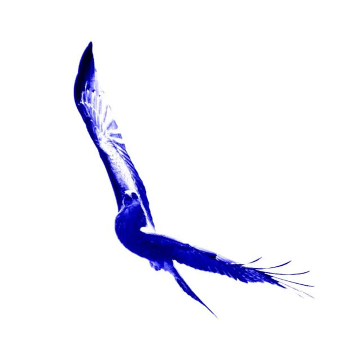 Blue Bird