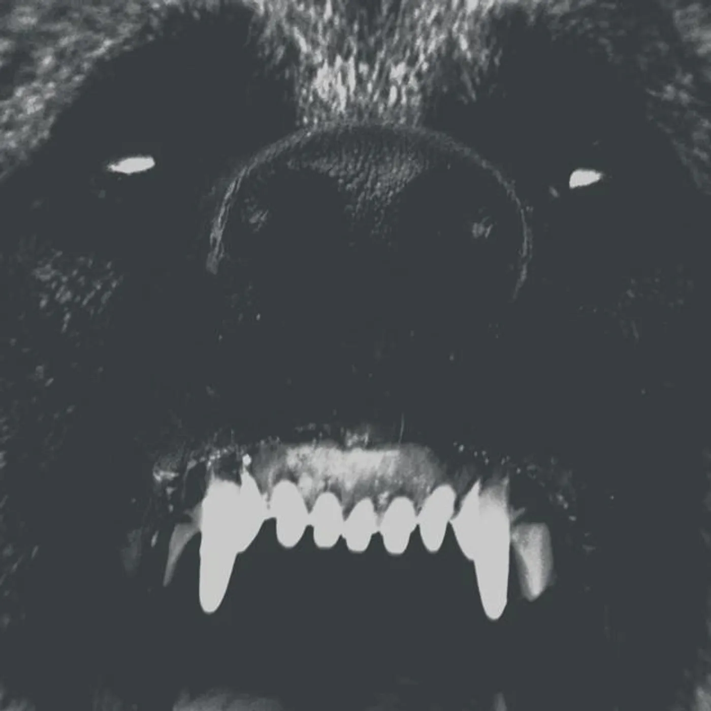 Blue Ox