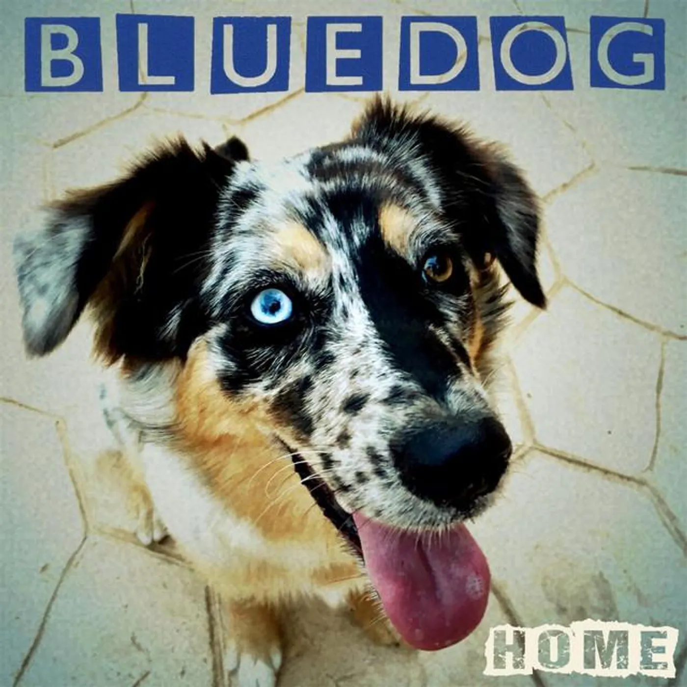 Bluedog
