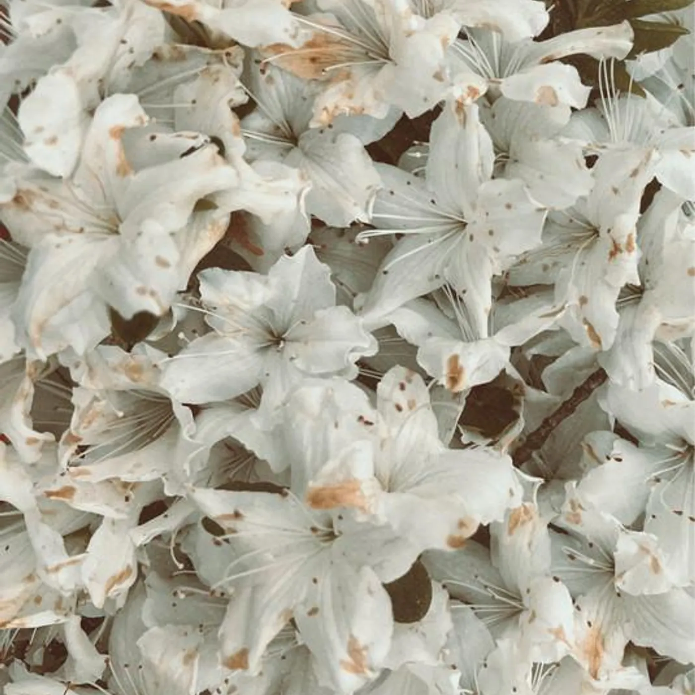 bloomtales Brand Page