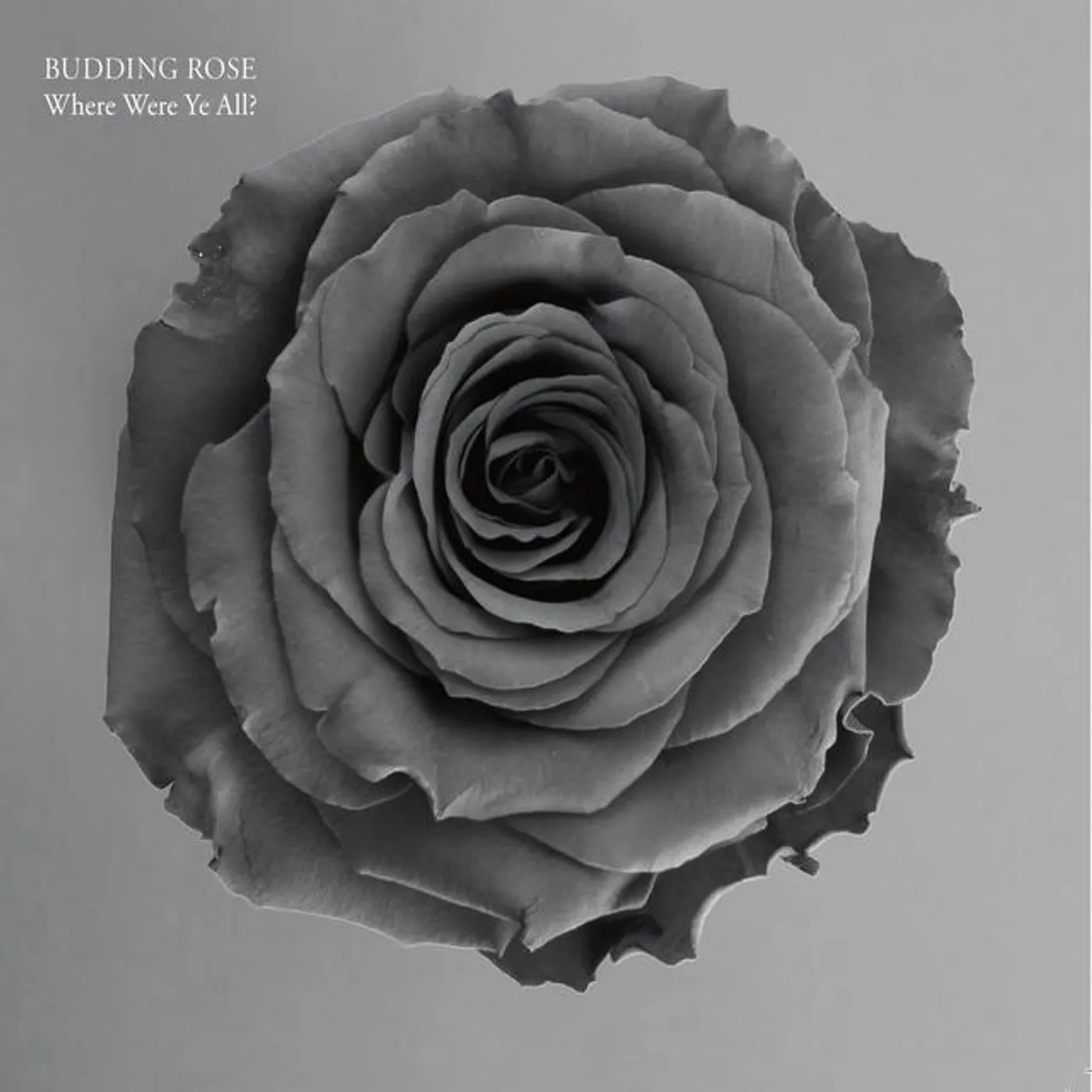 Budding Rose