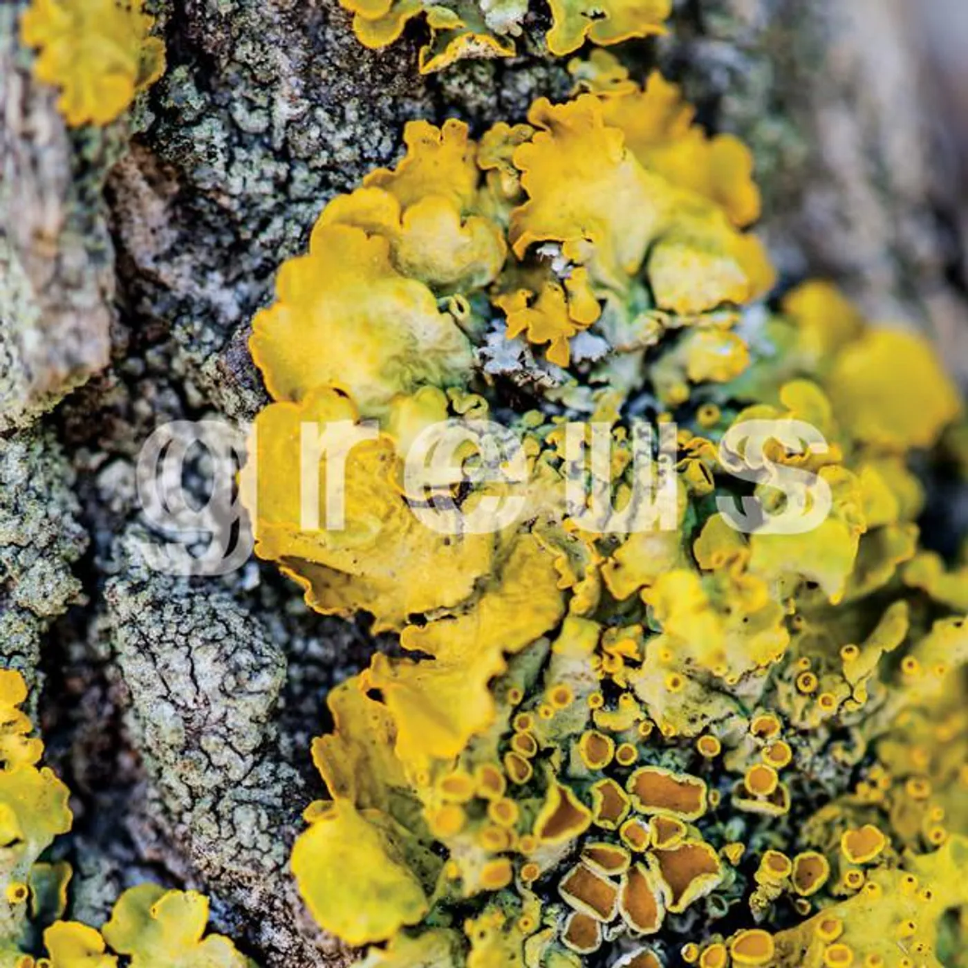 Greus Brand Page