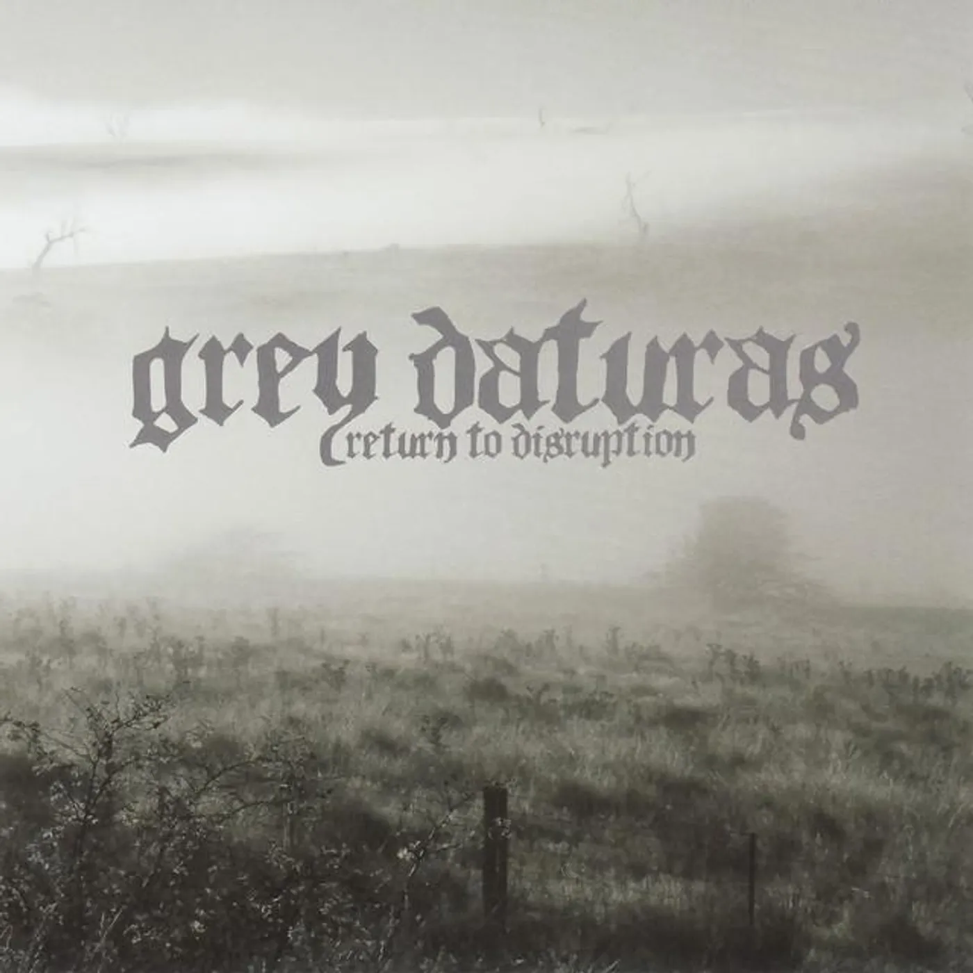 Grey Daturas