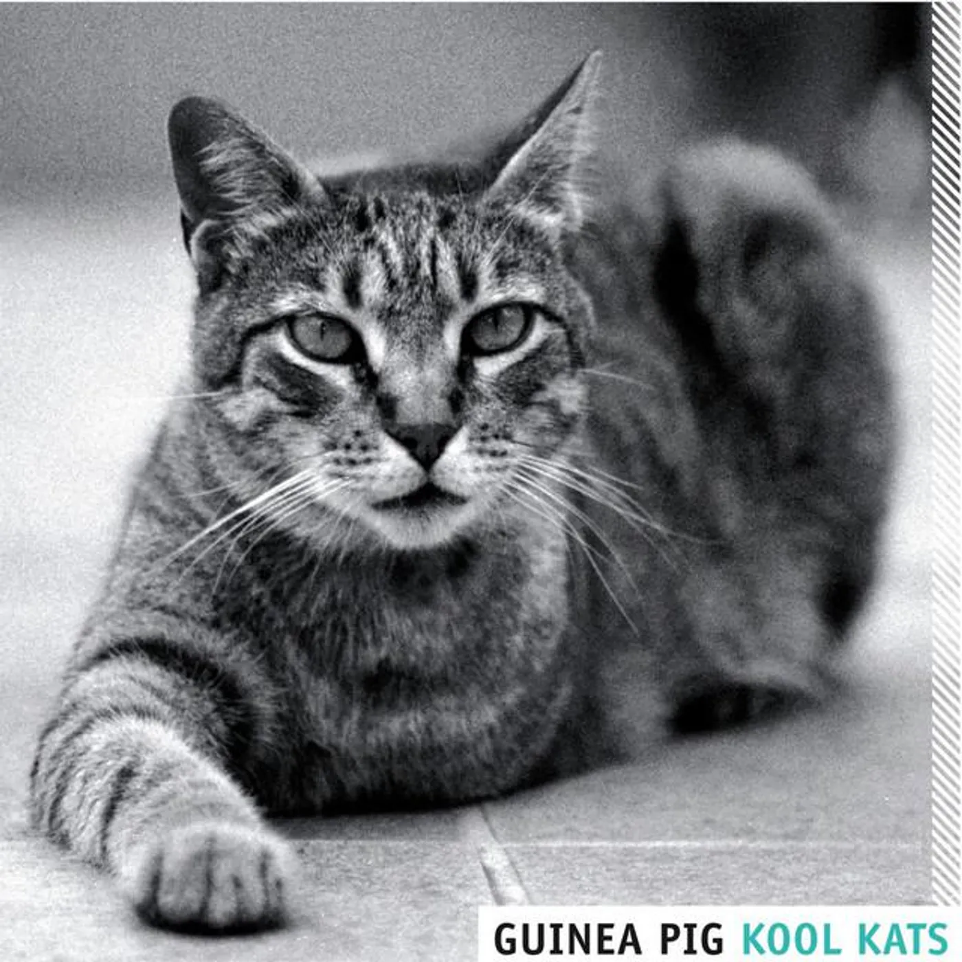Guinea Pig Brand Page