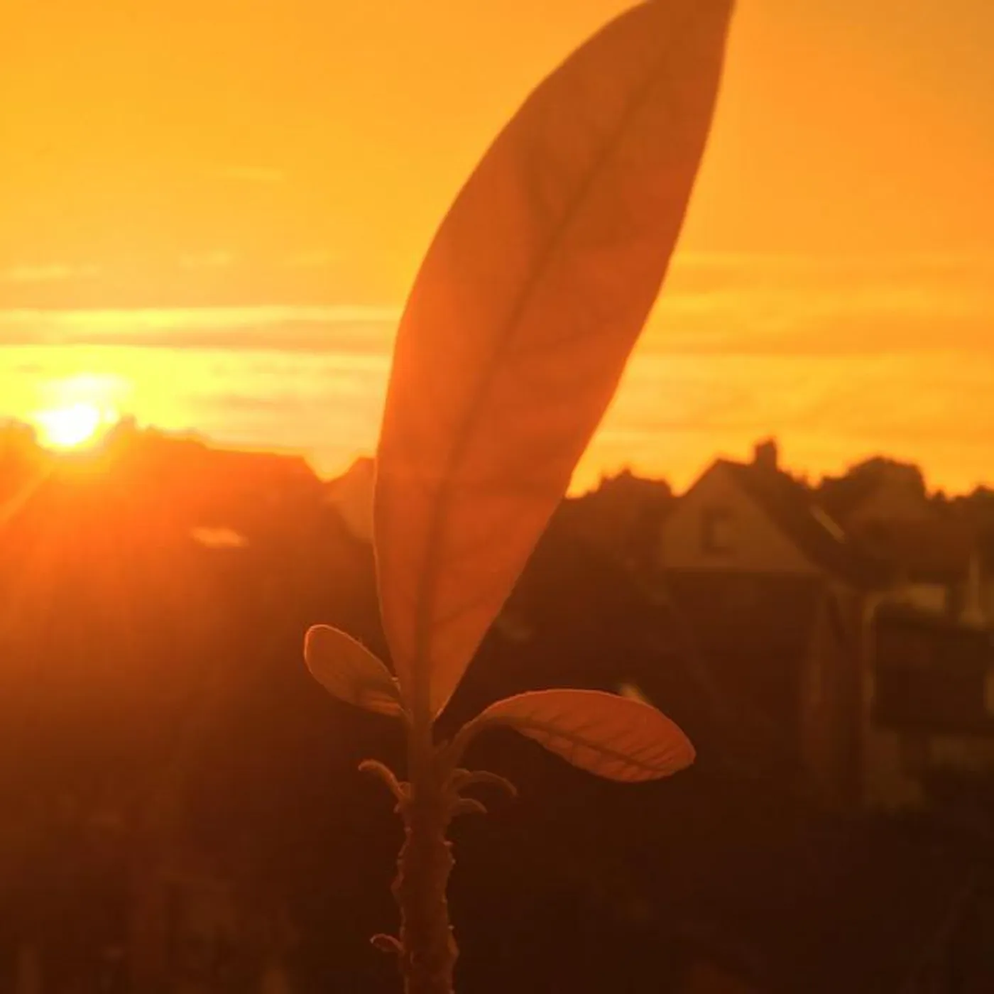 DO Passion Brand Page