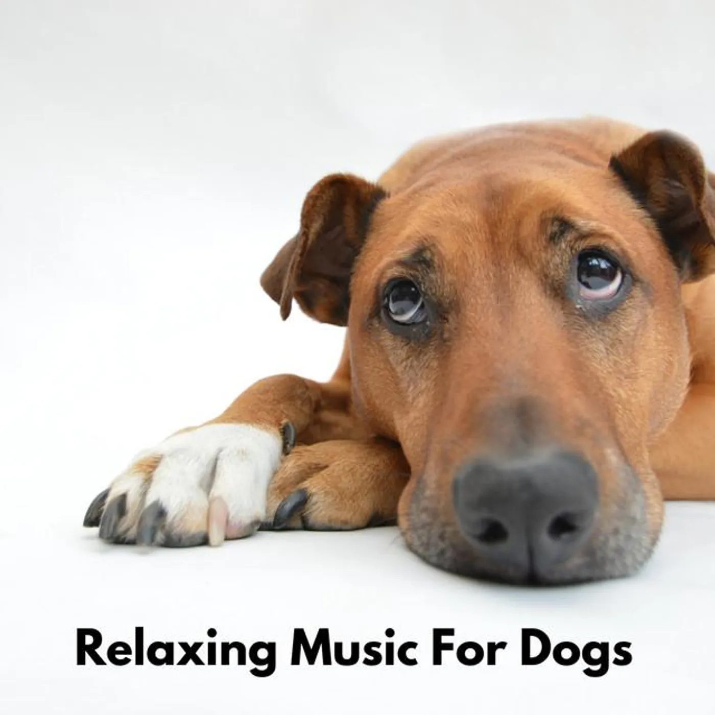 Dog Chill Out Music