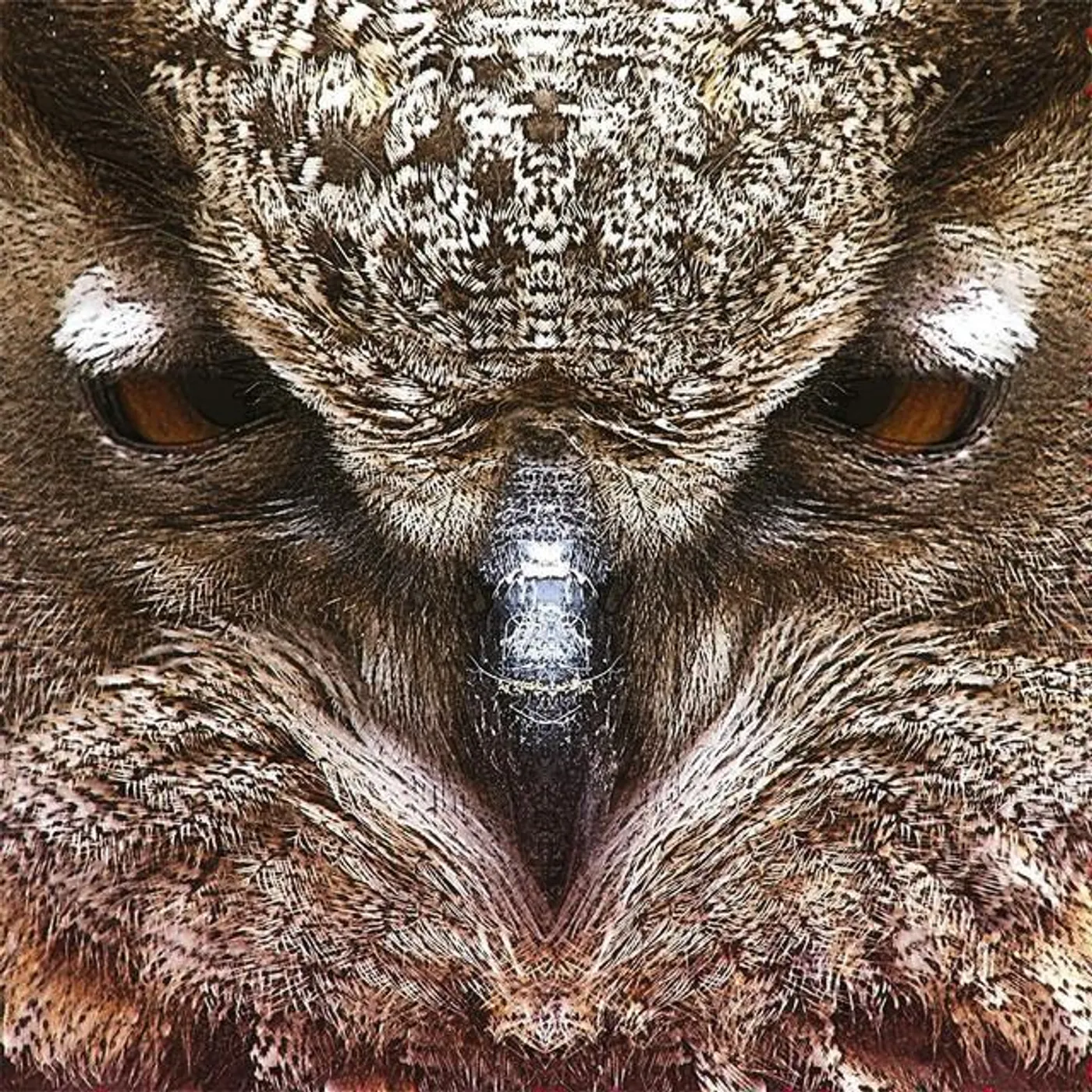 Dirty Owl
