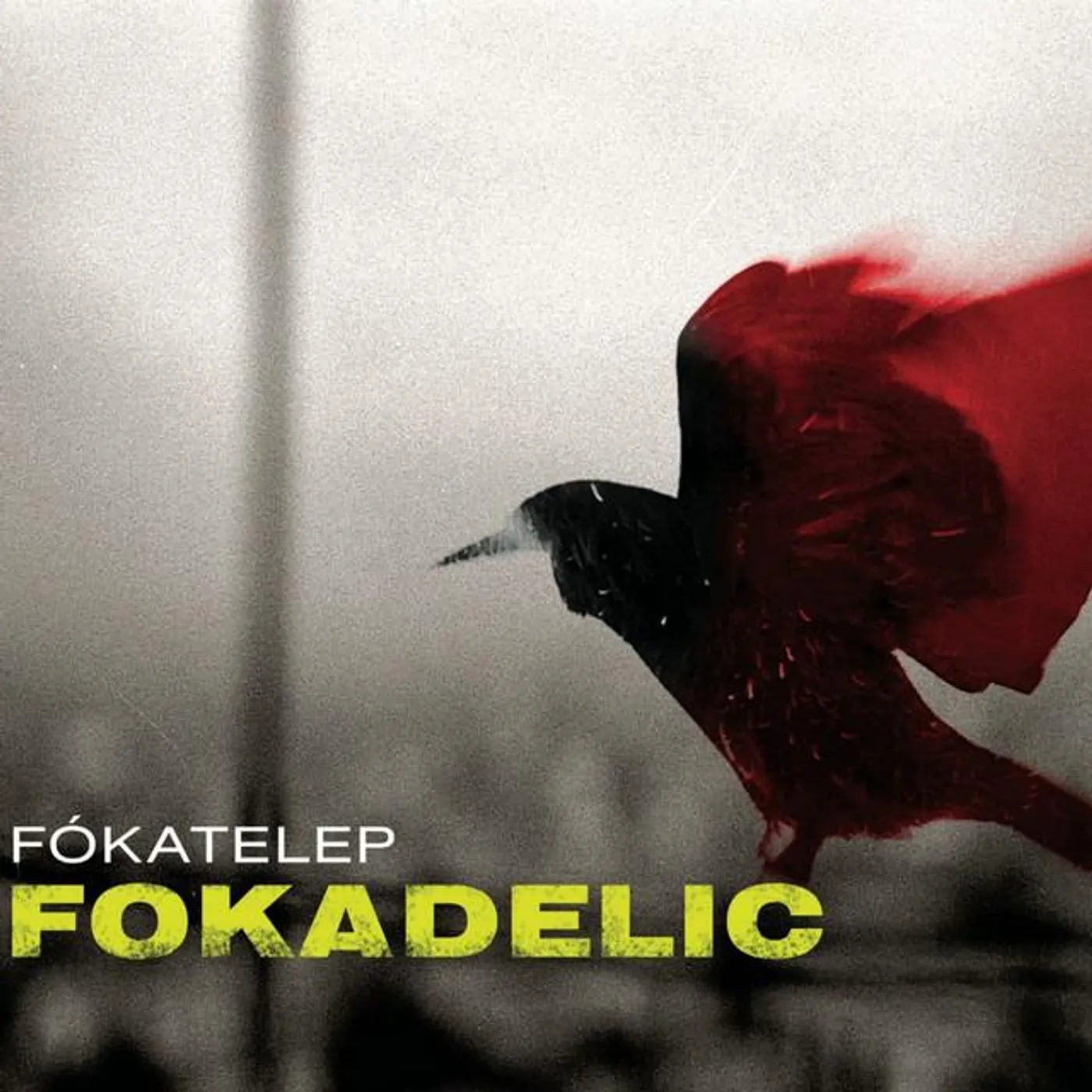 Fókatelep