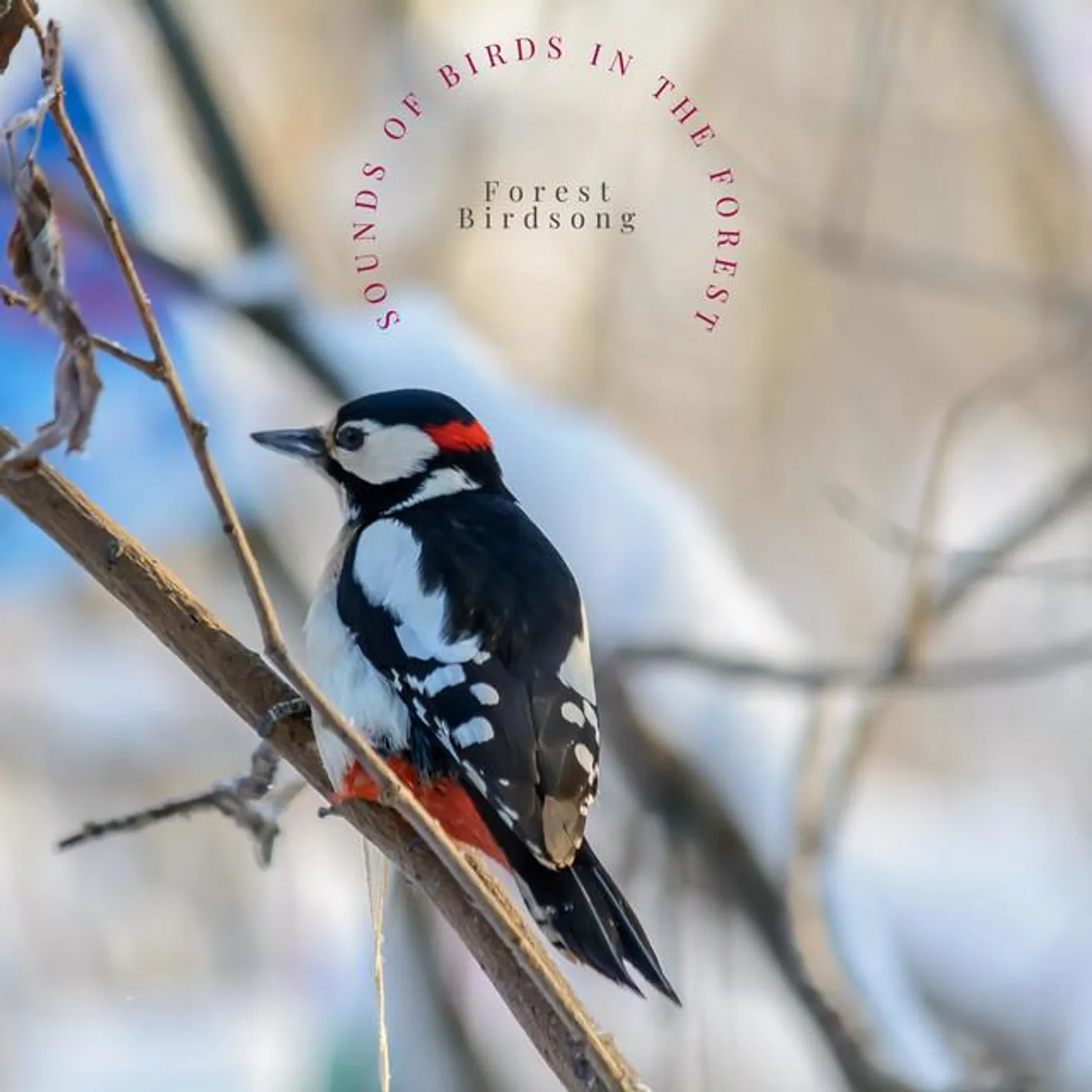 Forest Birdsong