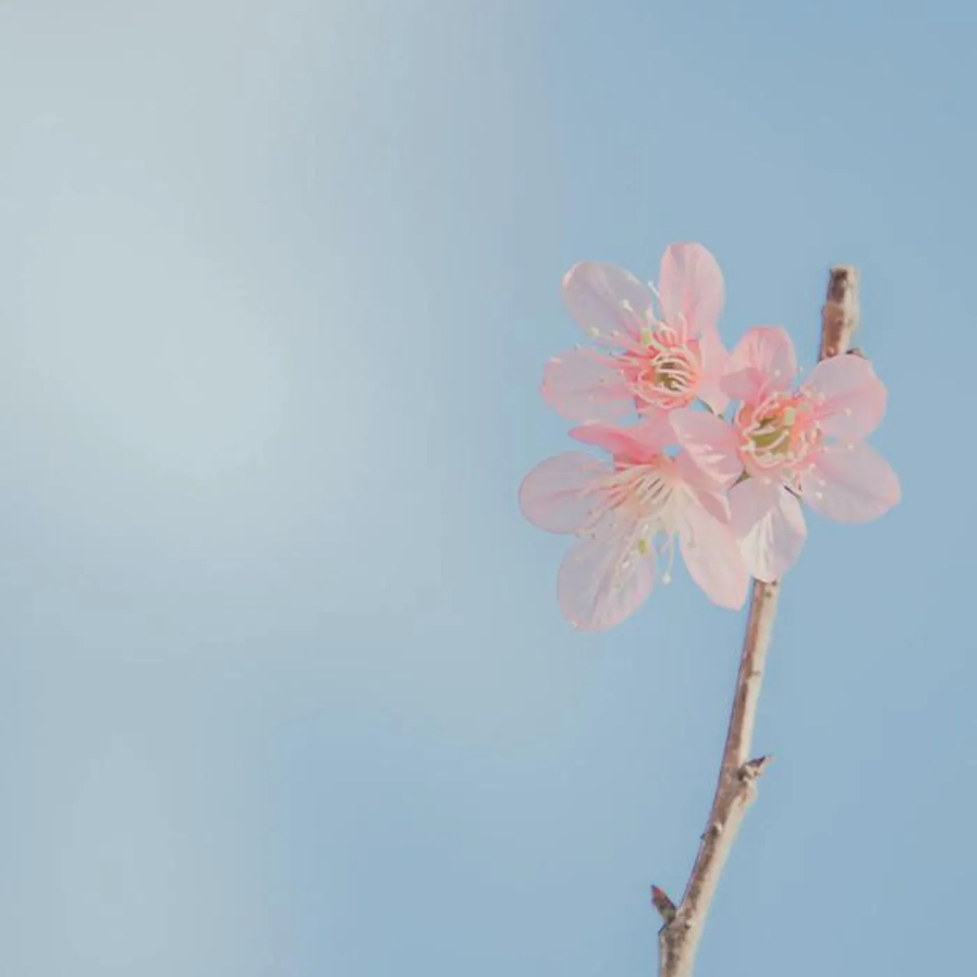 Flowerlove