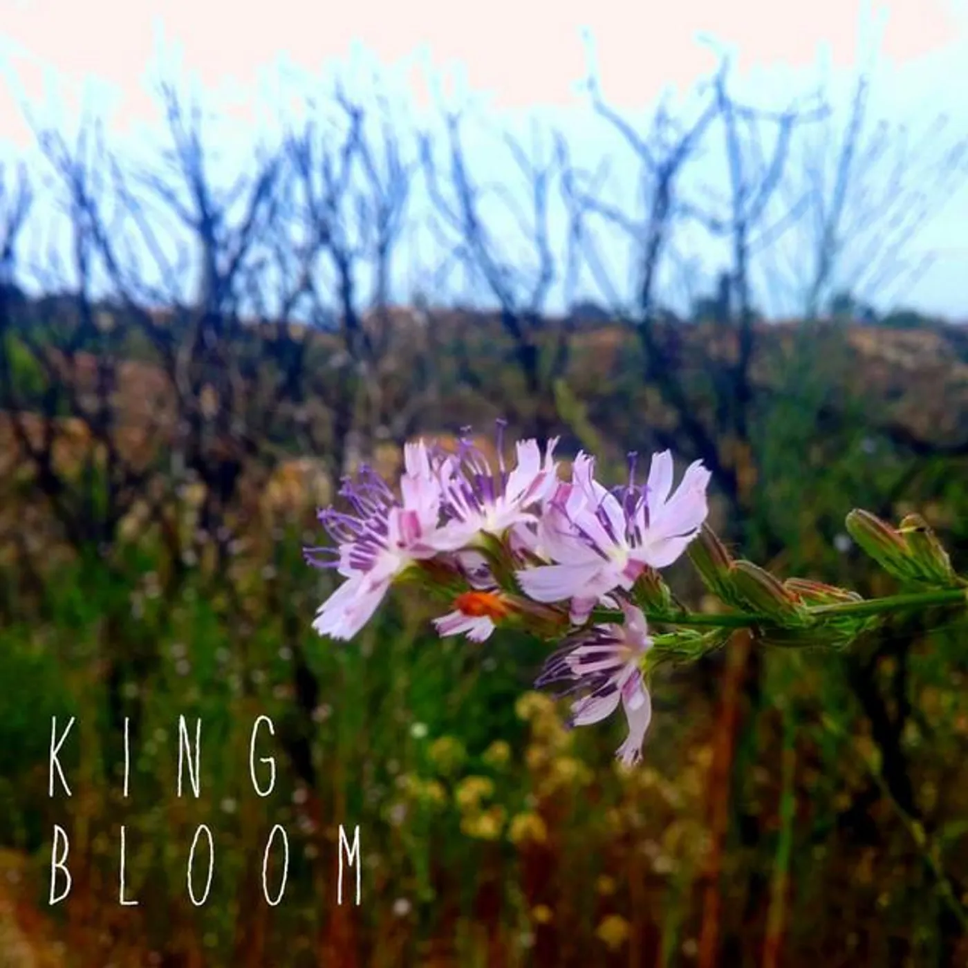 King Bloom Brand Page