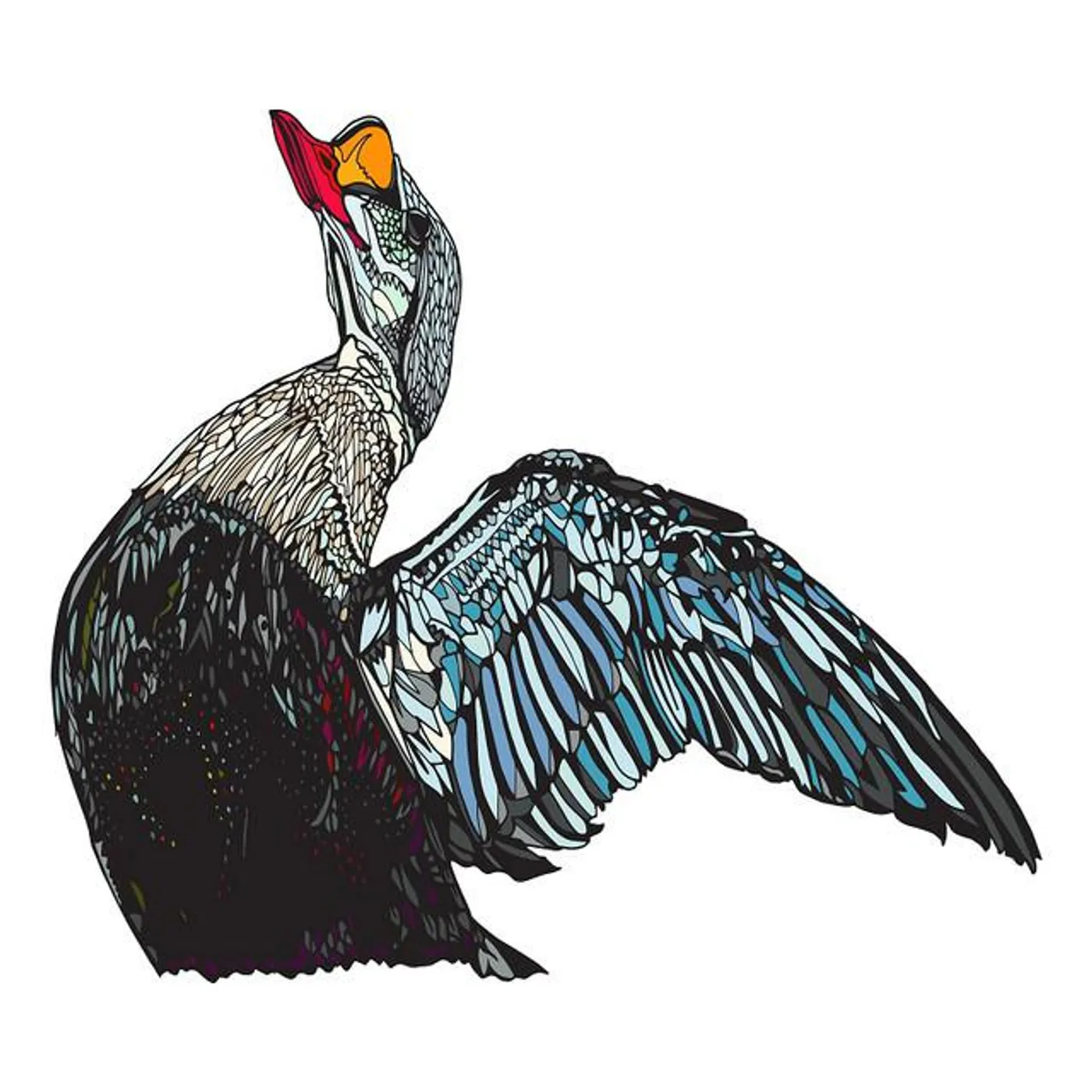 King Eider