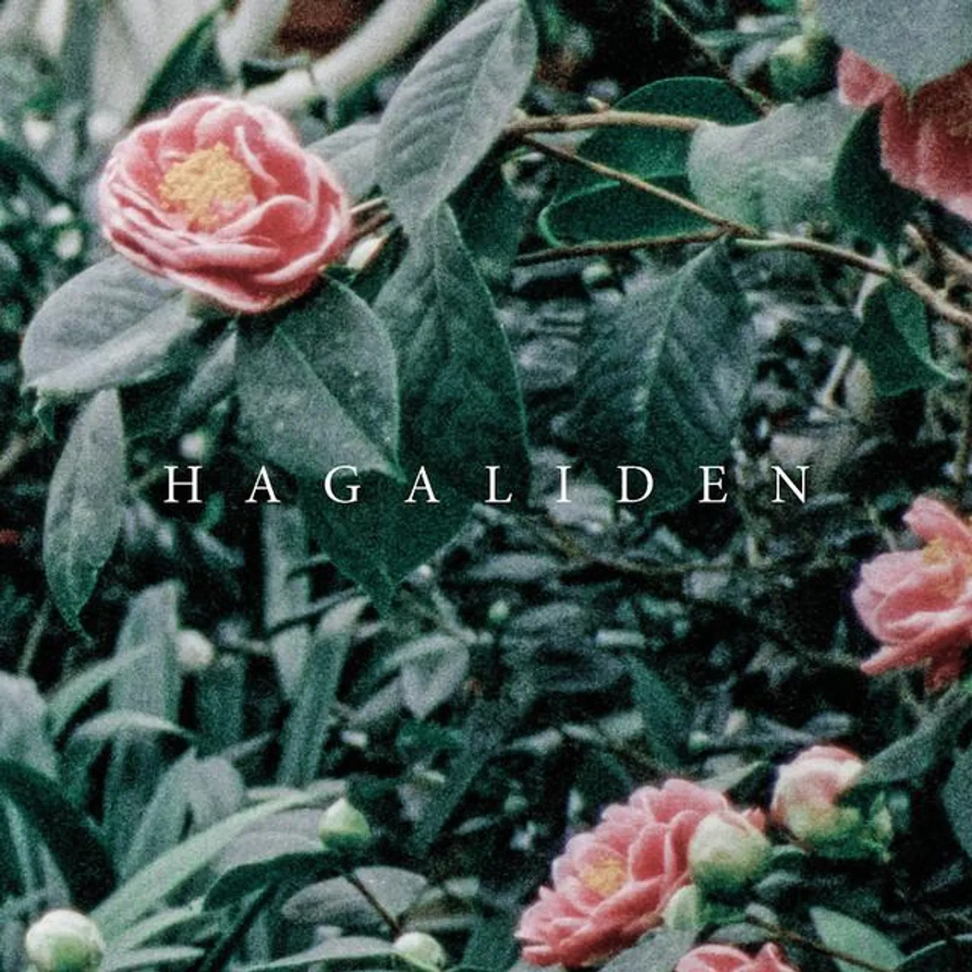 Hagaliden