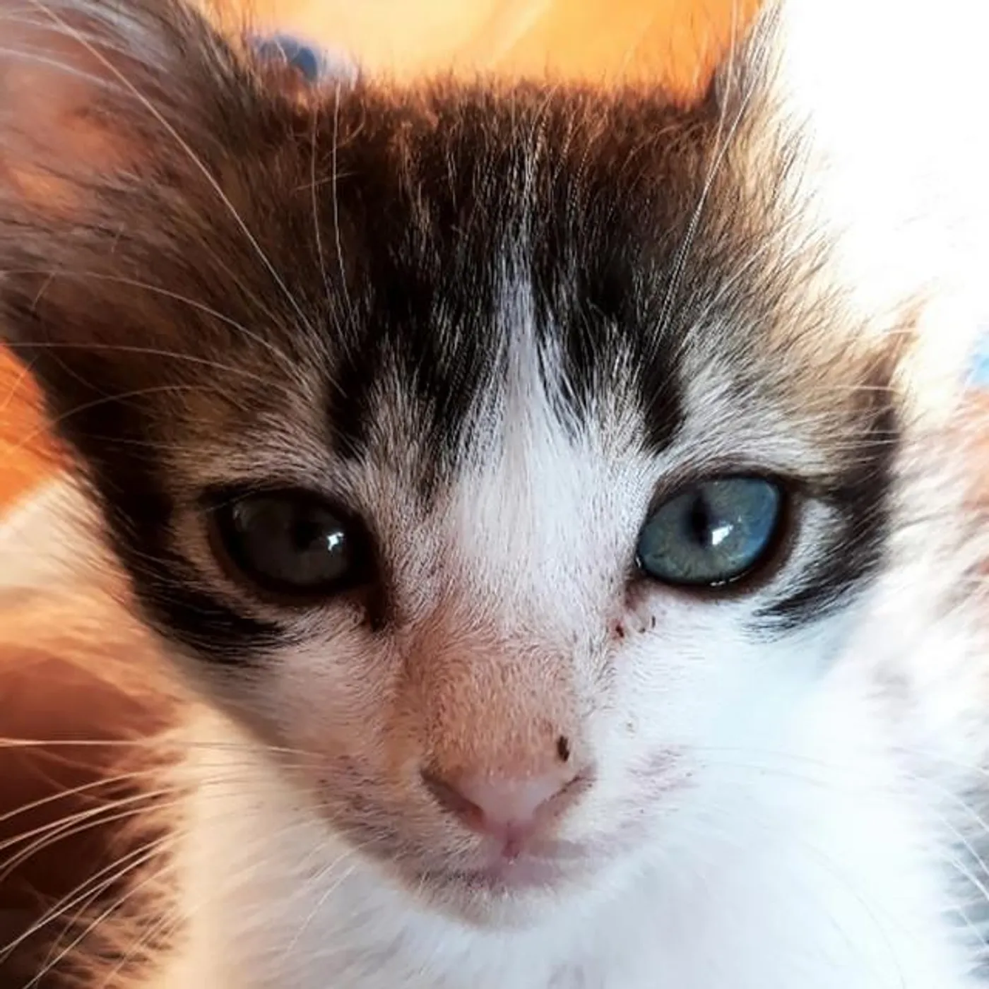 I Gattini Di Salem Brand Page