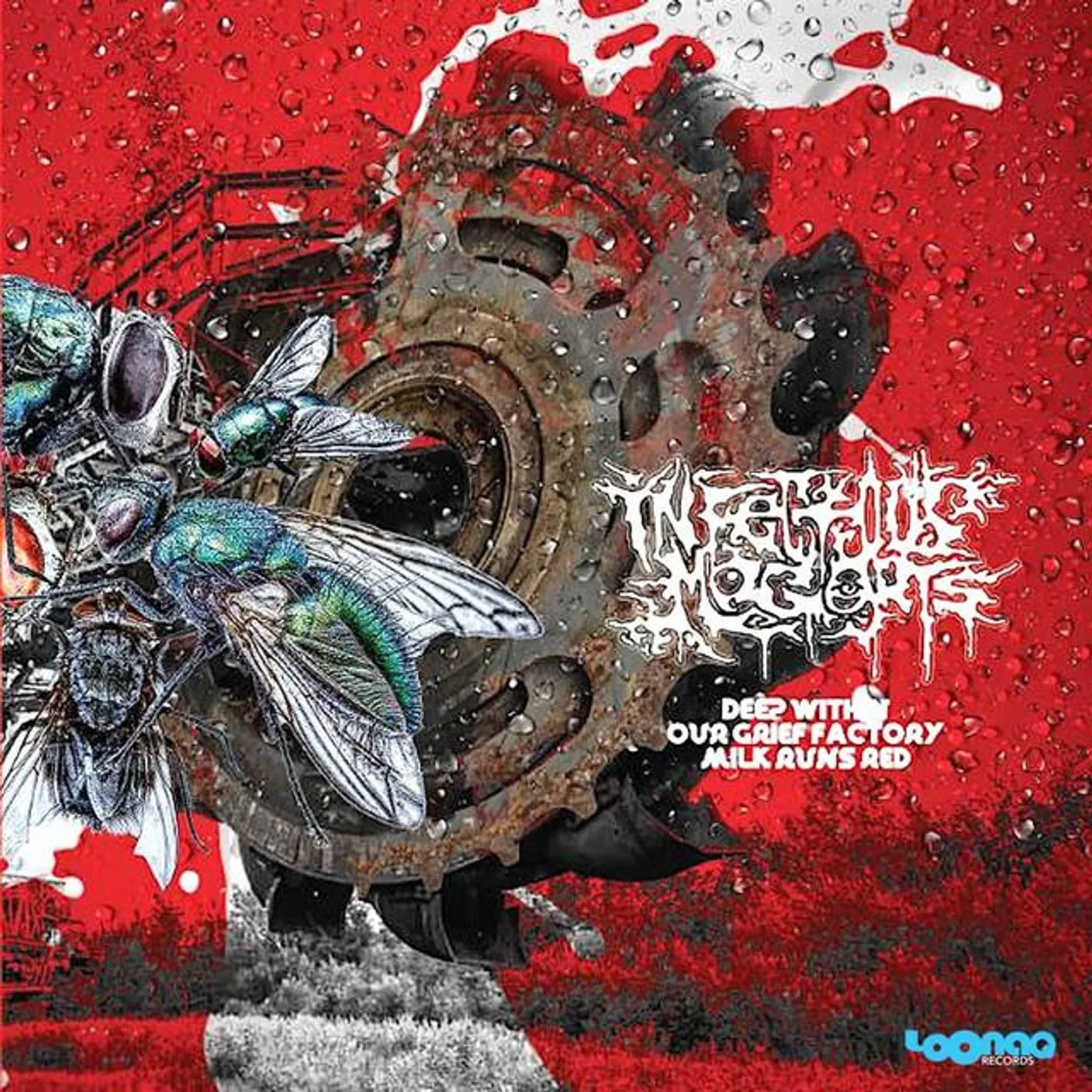 Infectious Maggots
