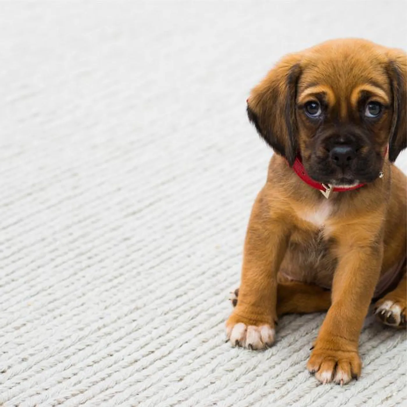 Jazz Music for Dogs Brand Page