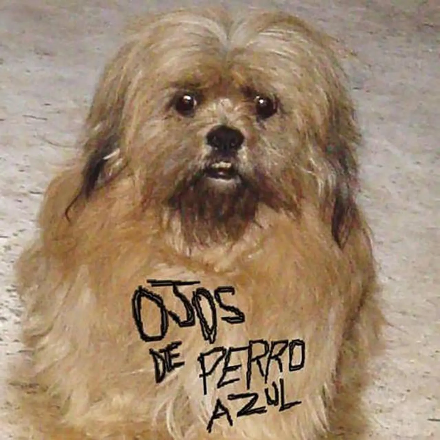 Ojos de perro azul