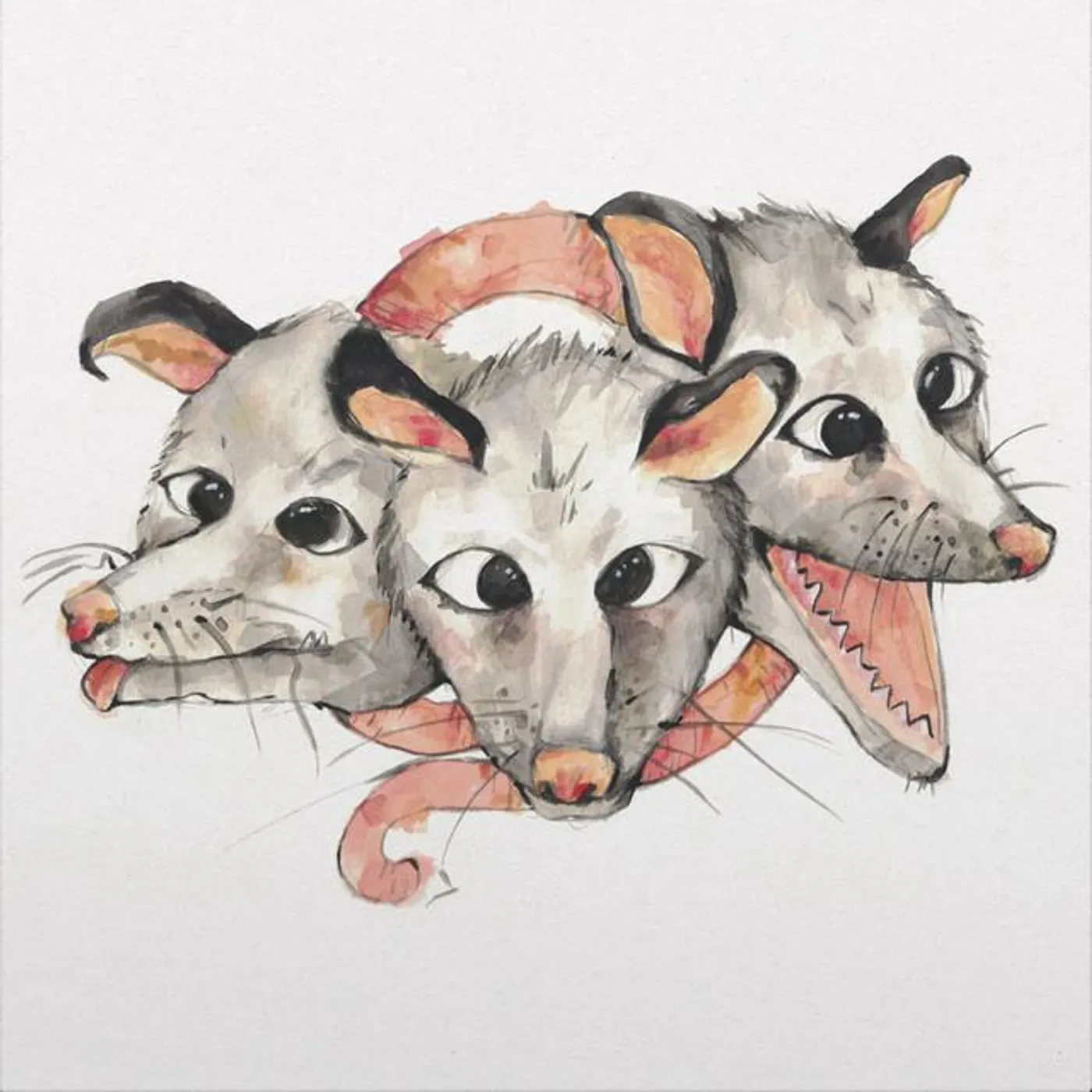Opossums