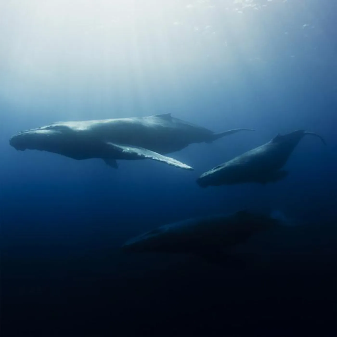 ORCA